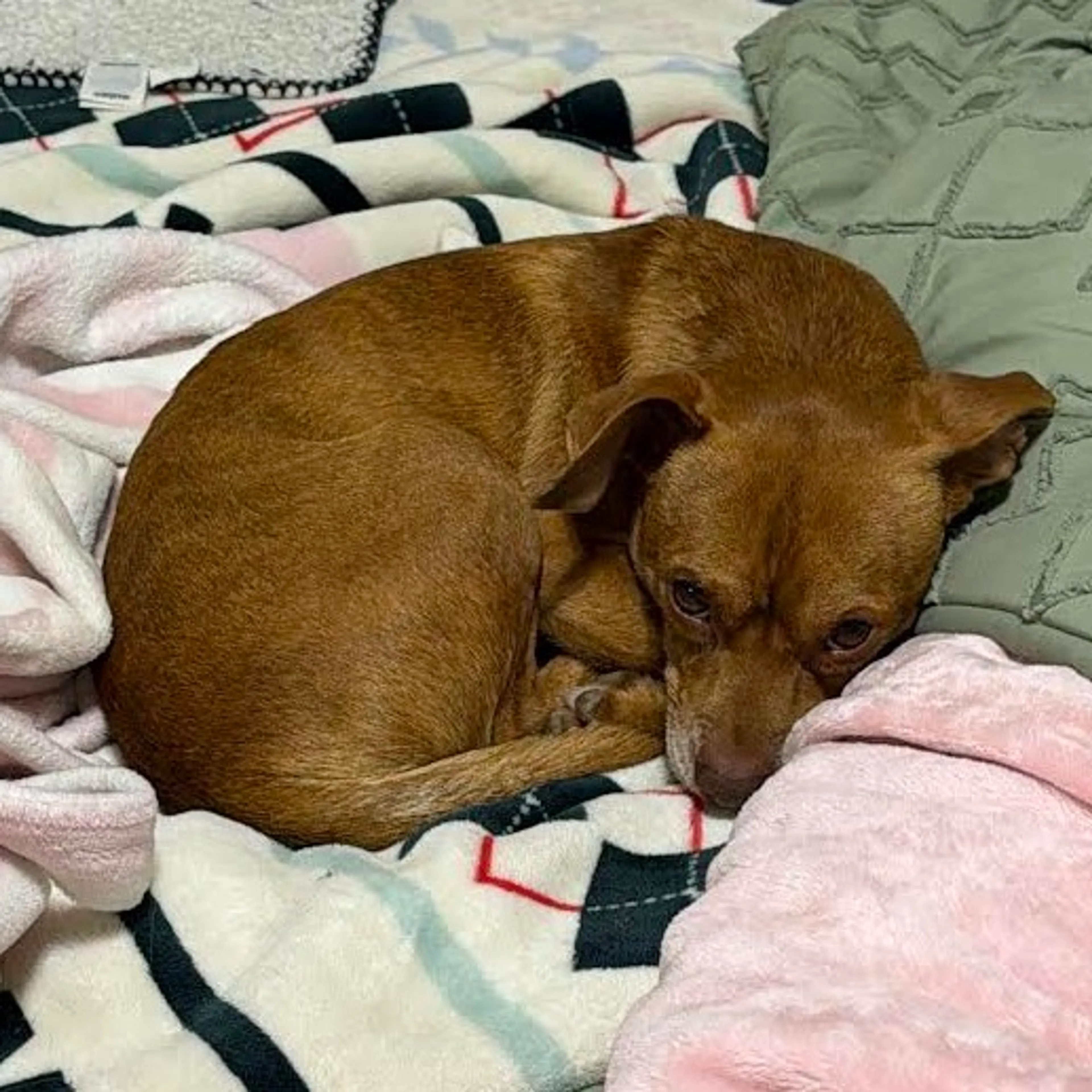 Found pet-1