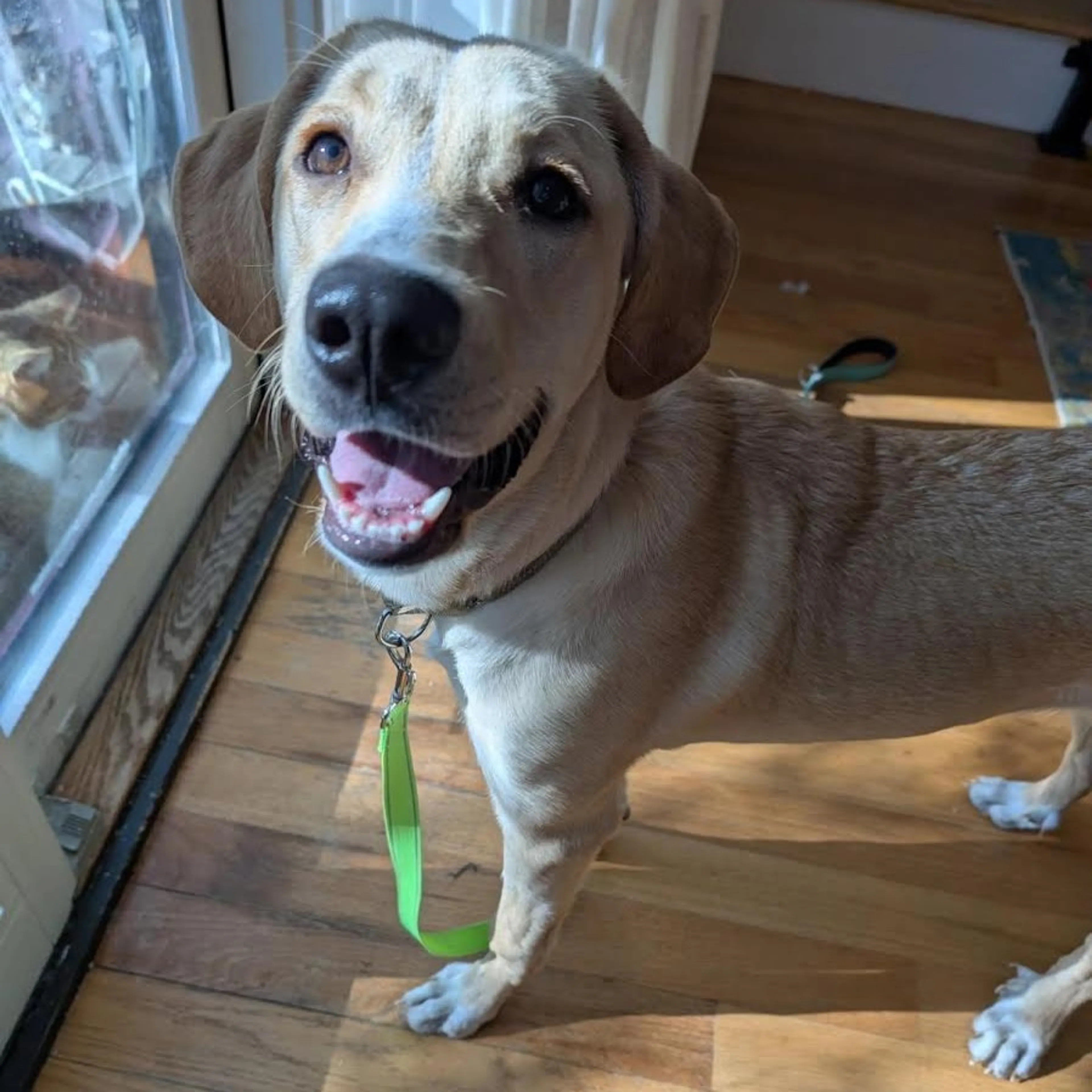Found pet-4