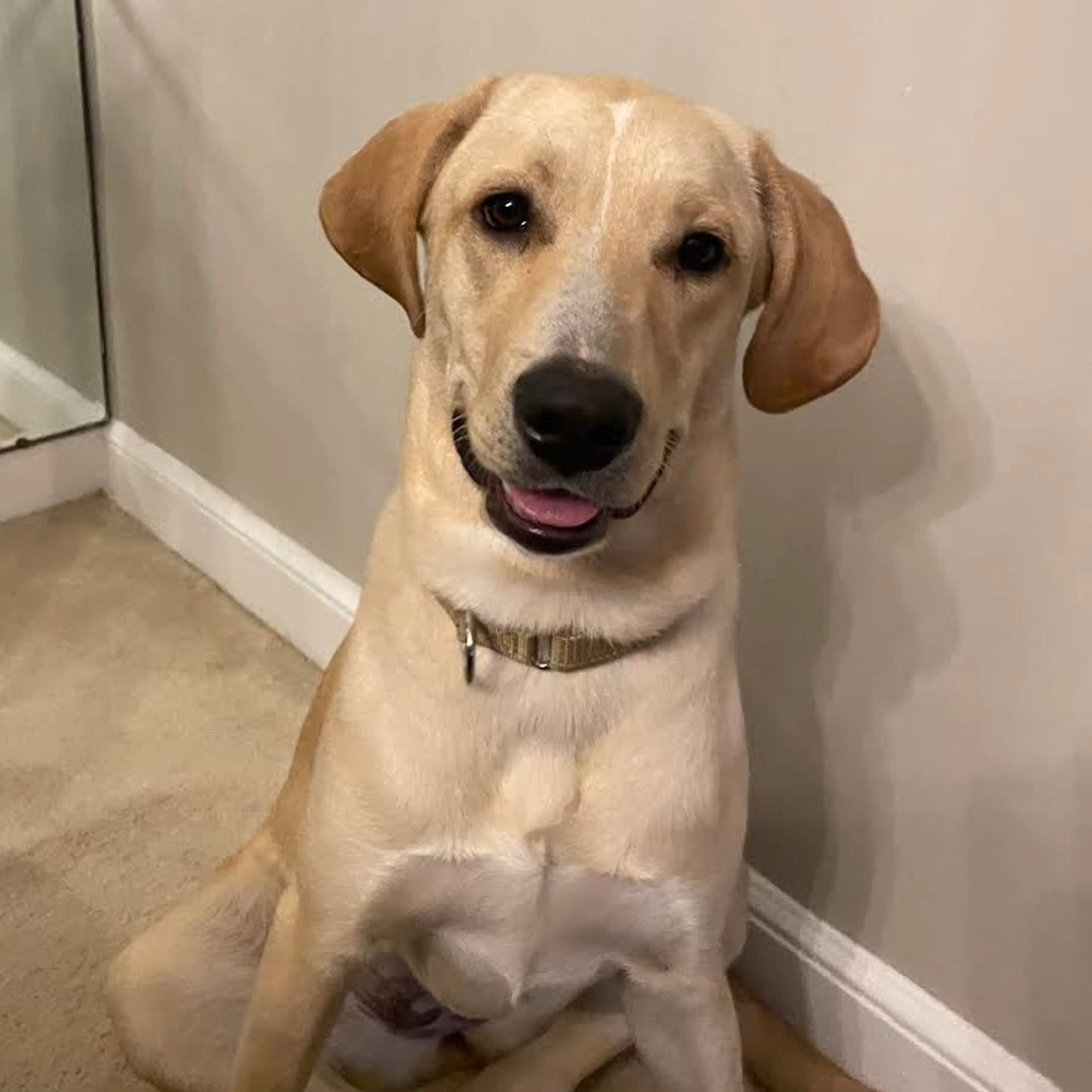Found pet-1