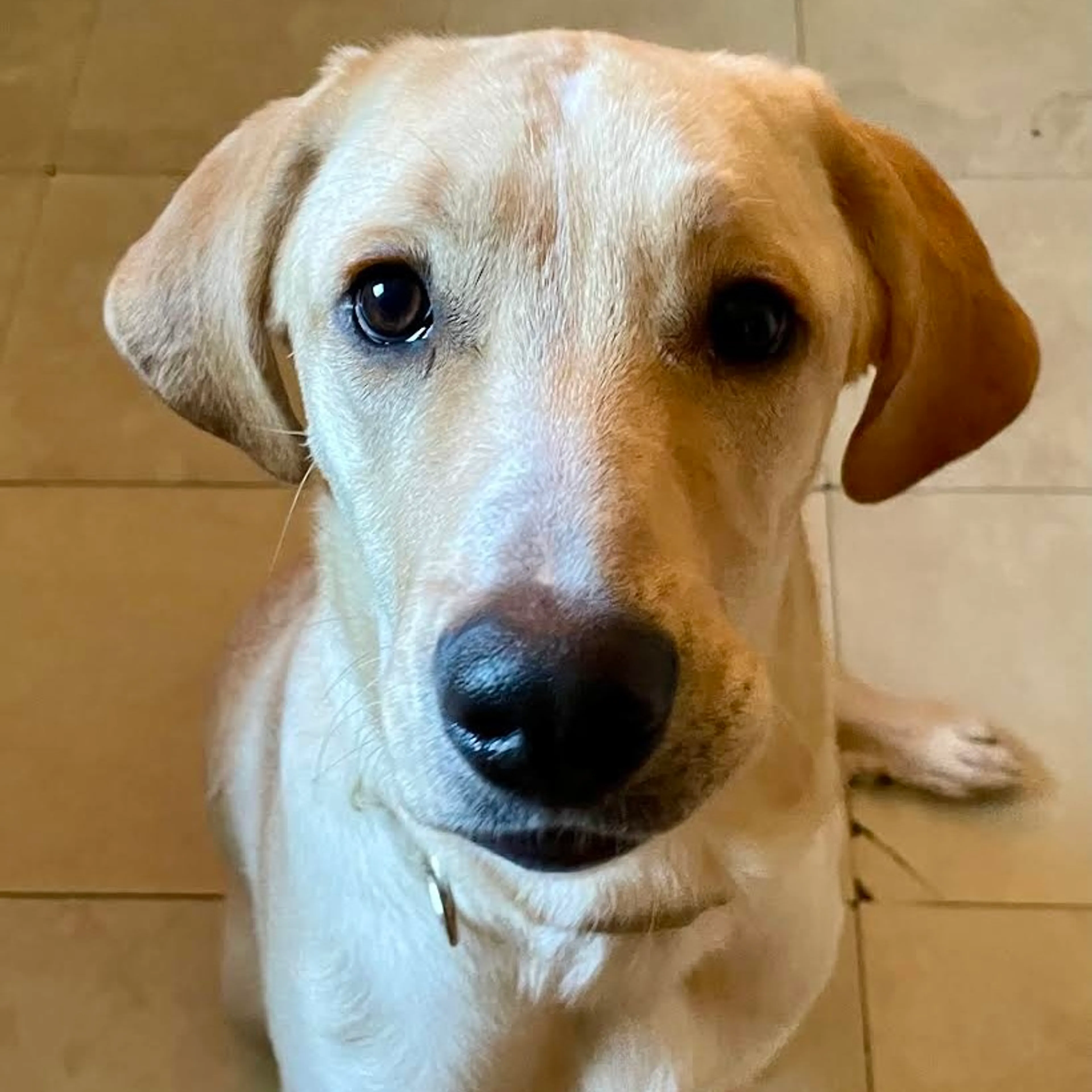 Found pet-3