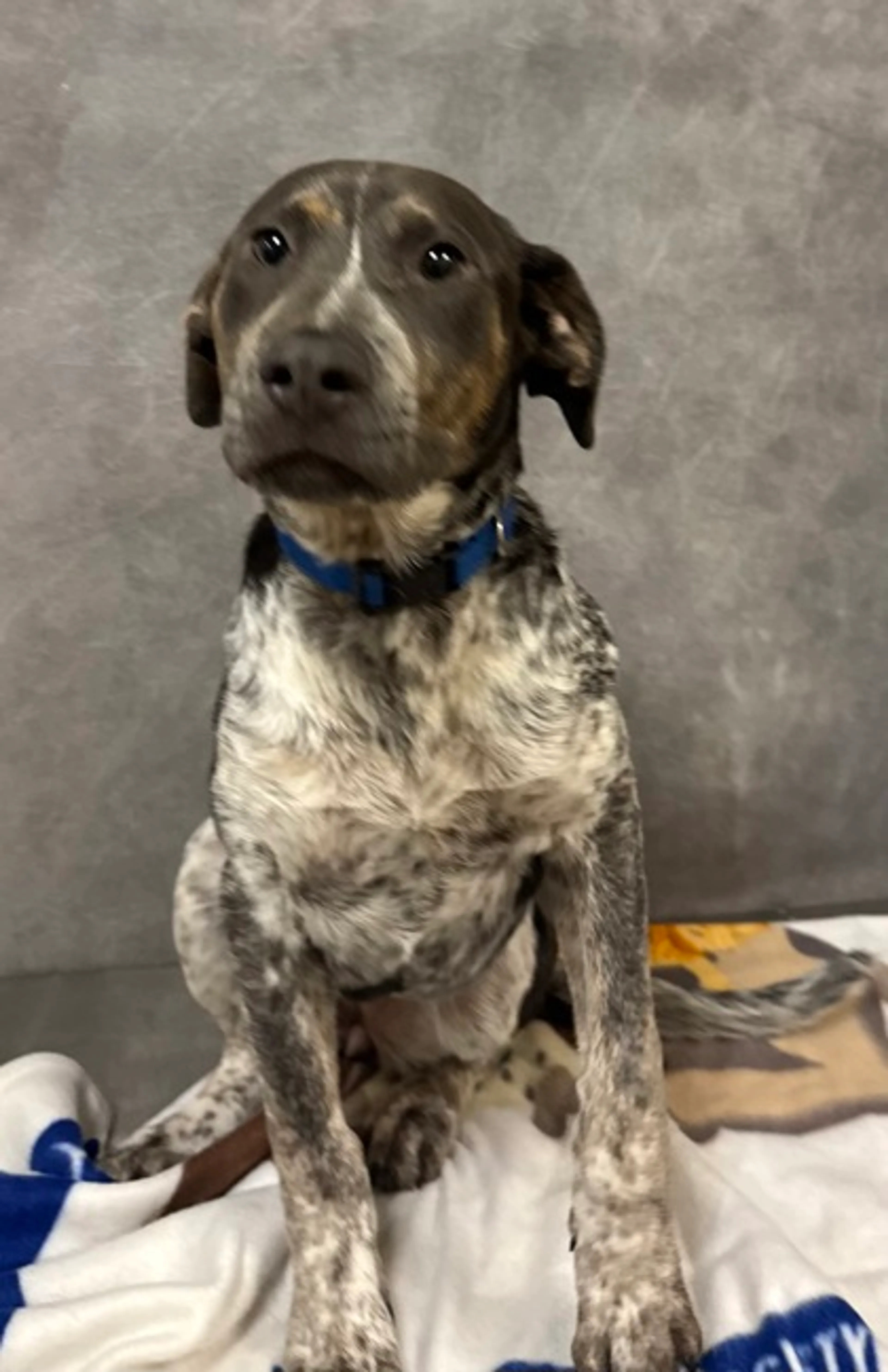 Found pet