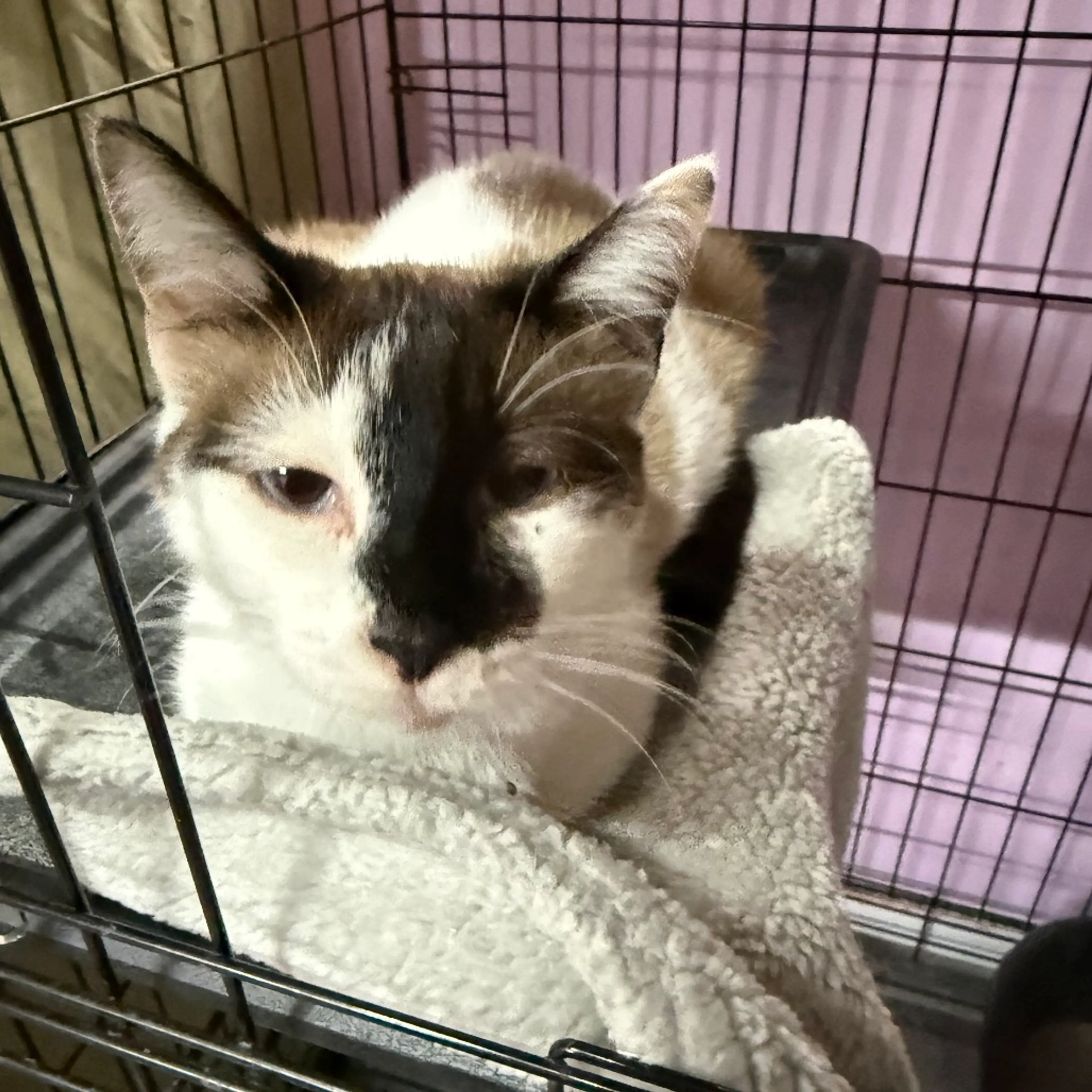 Found pet-2