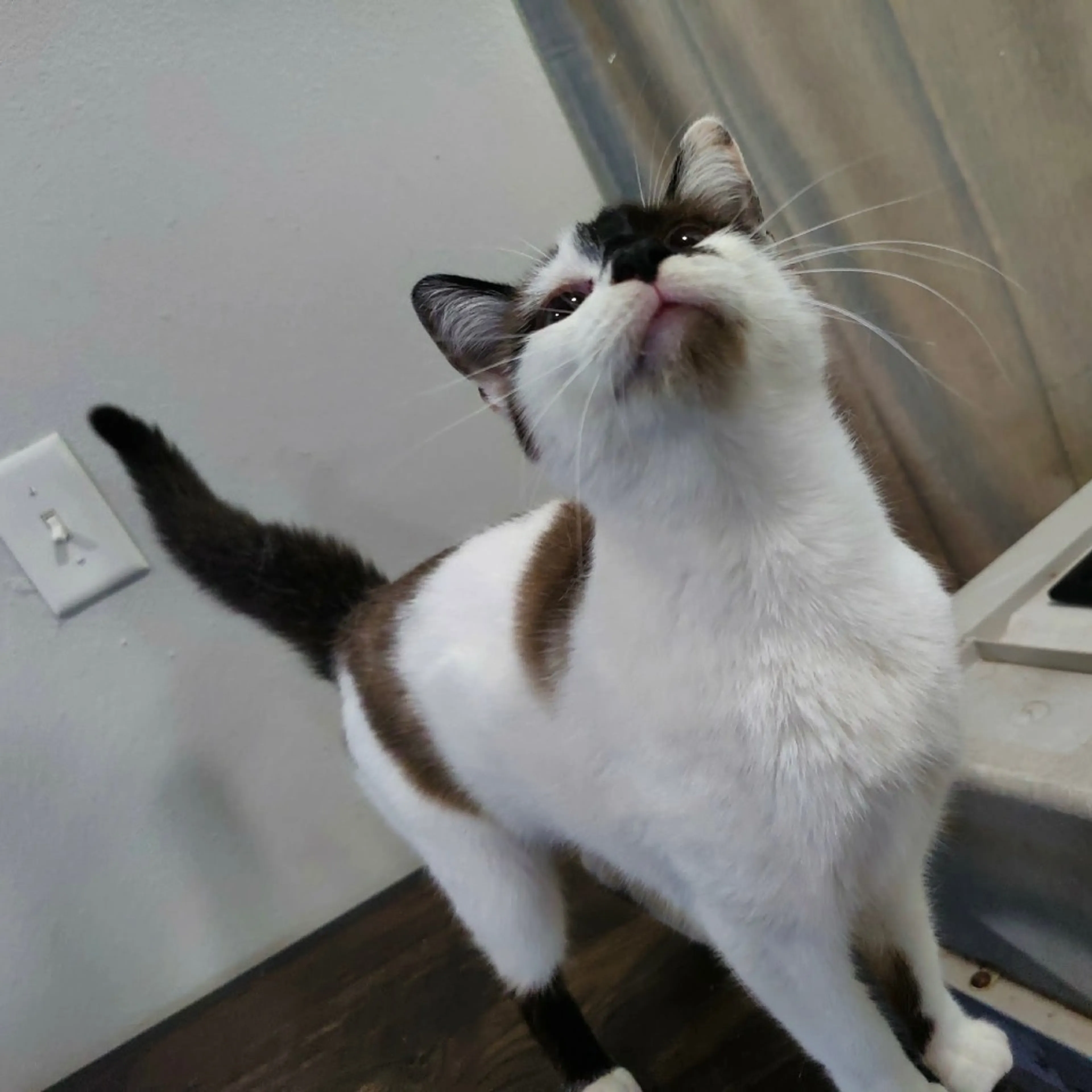 Found pet-5