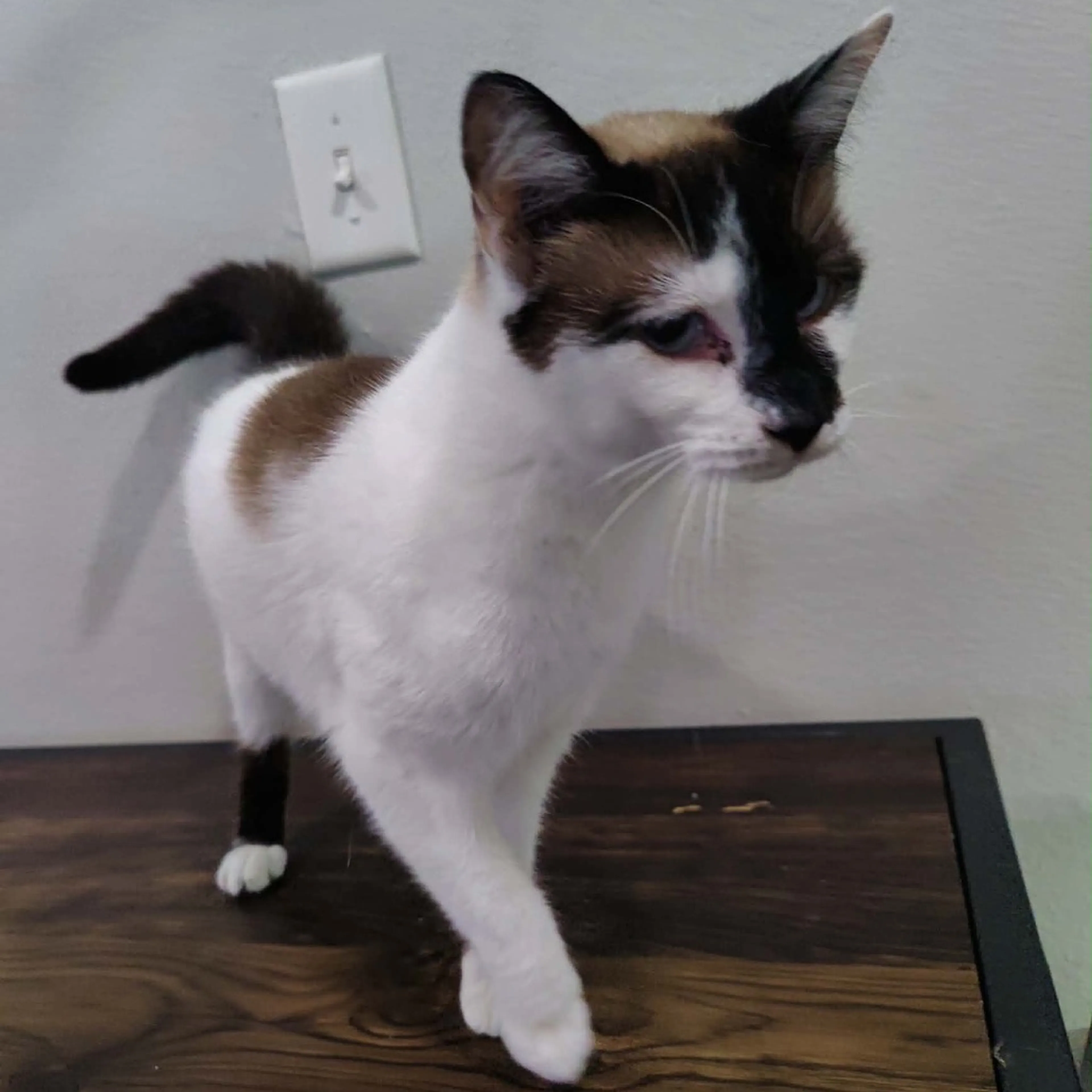 Found pet-4