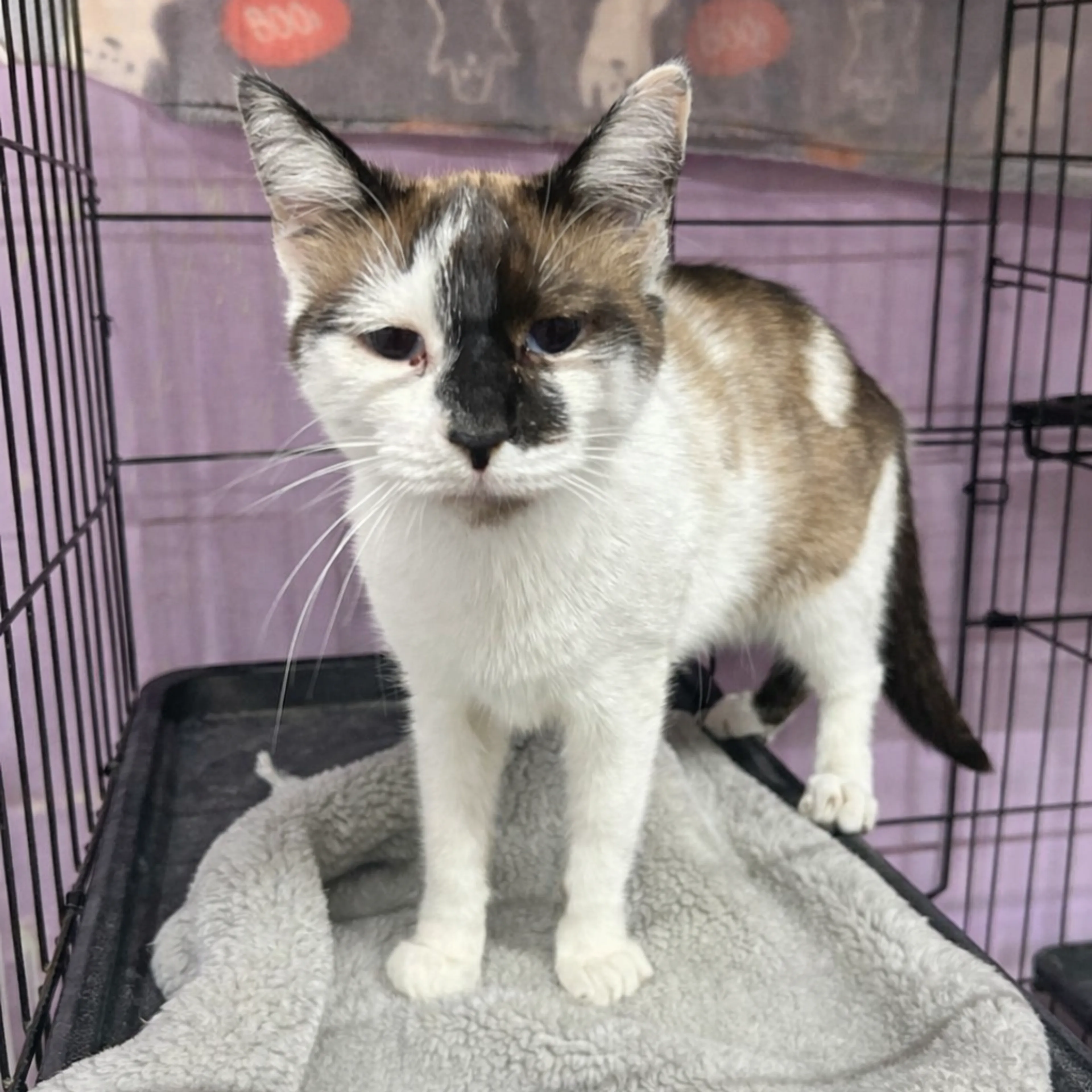 Found pet-1