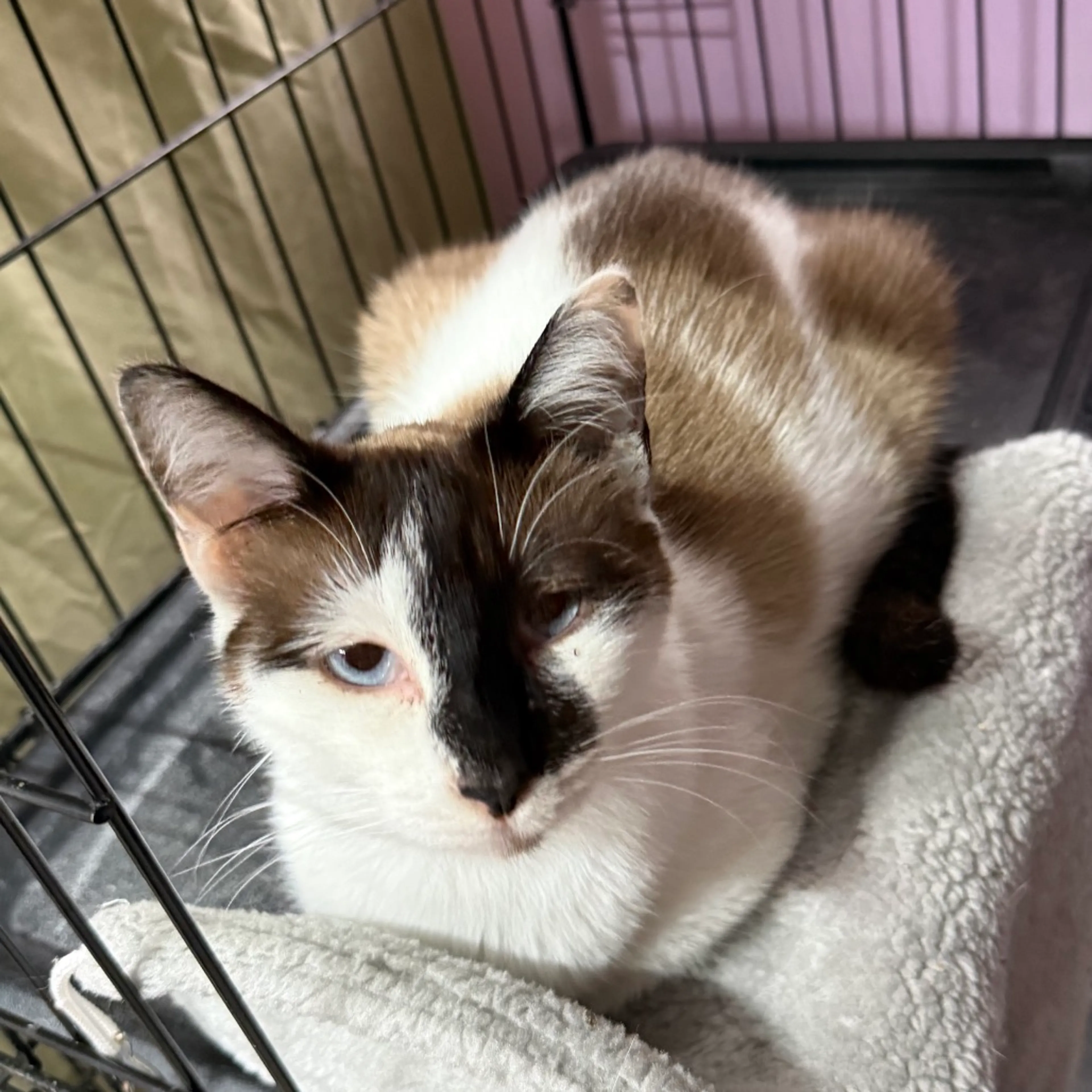 Found pet-3