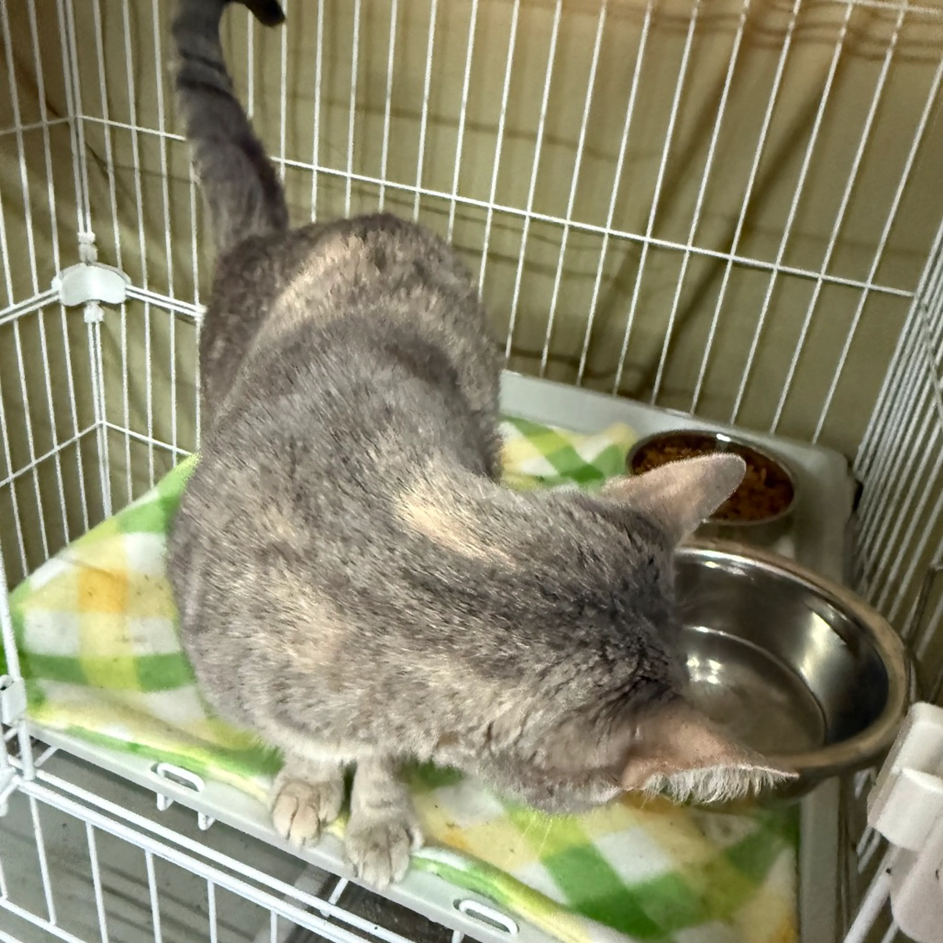 Found pet-3