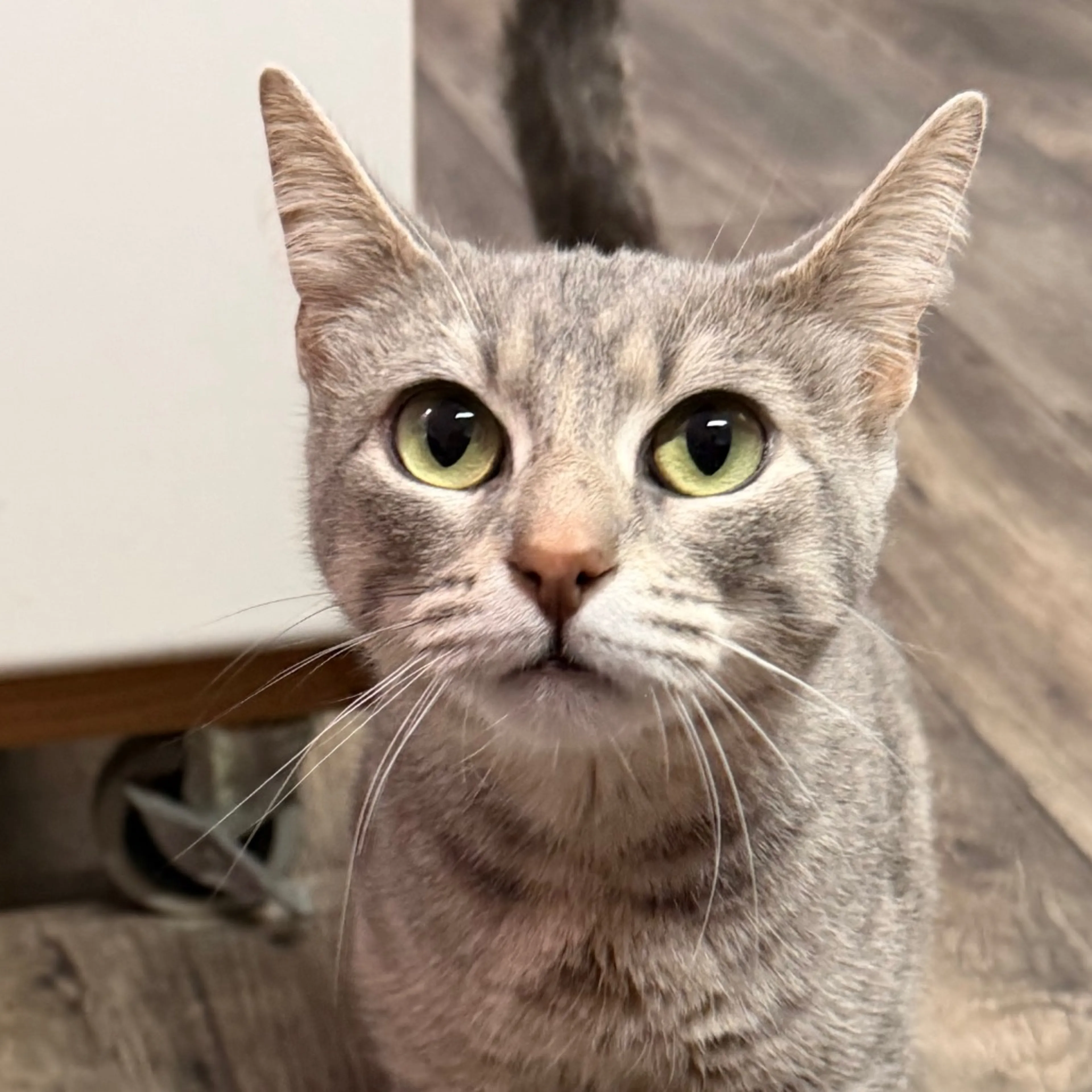 Found pet-6