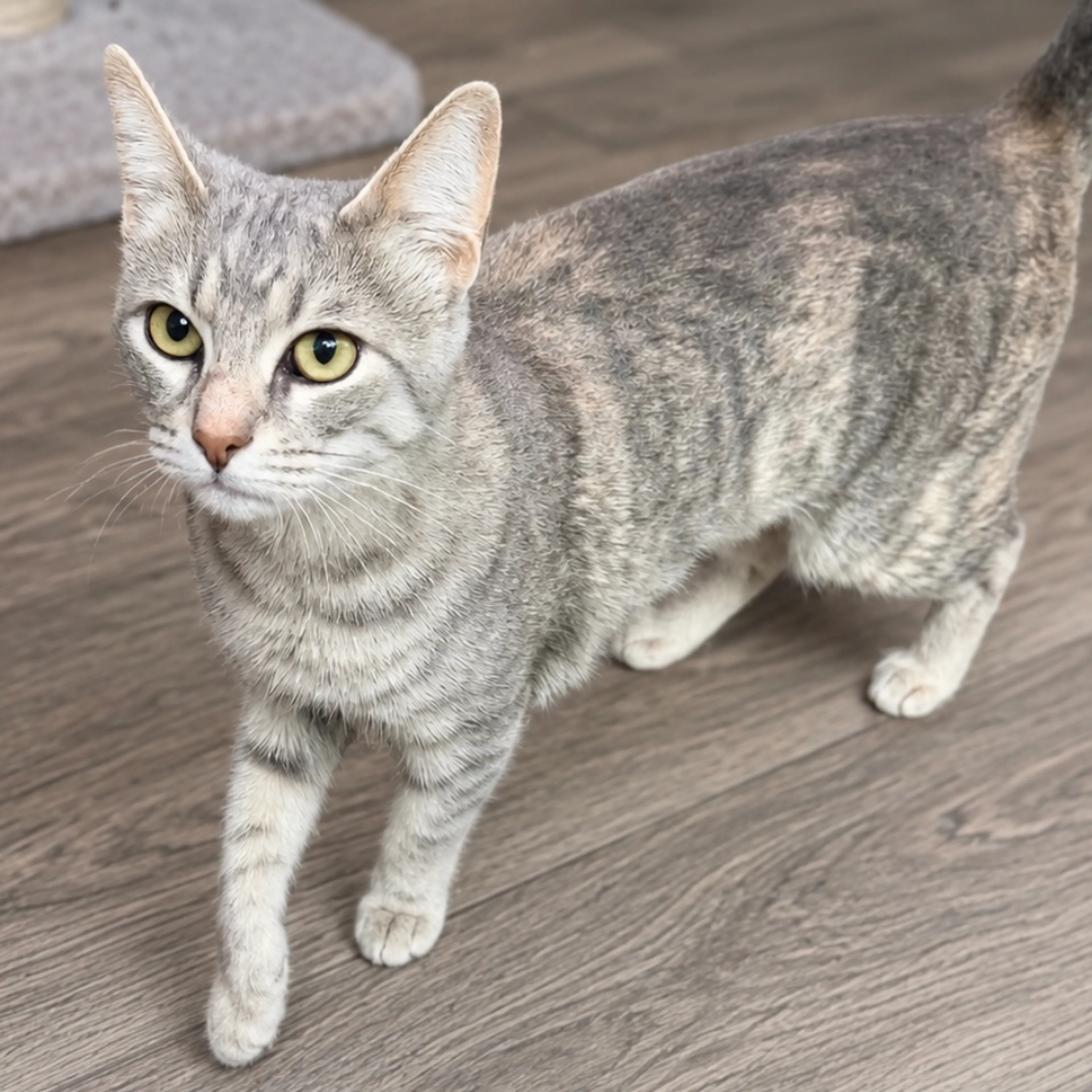 Found pet-8