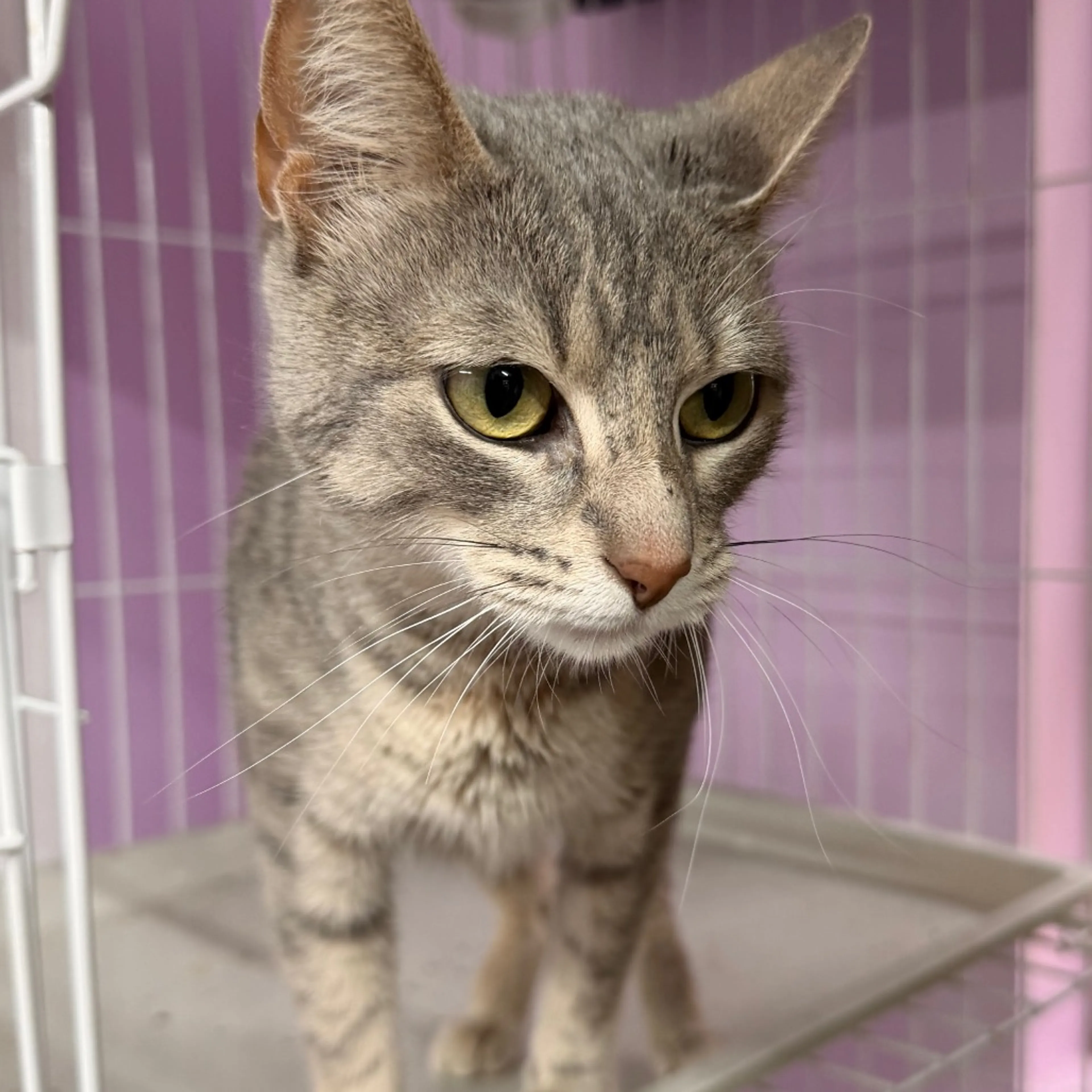 Found pet-4