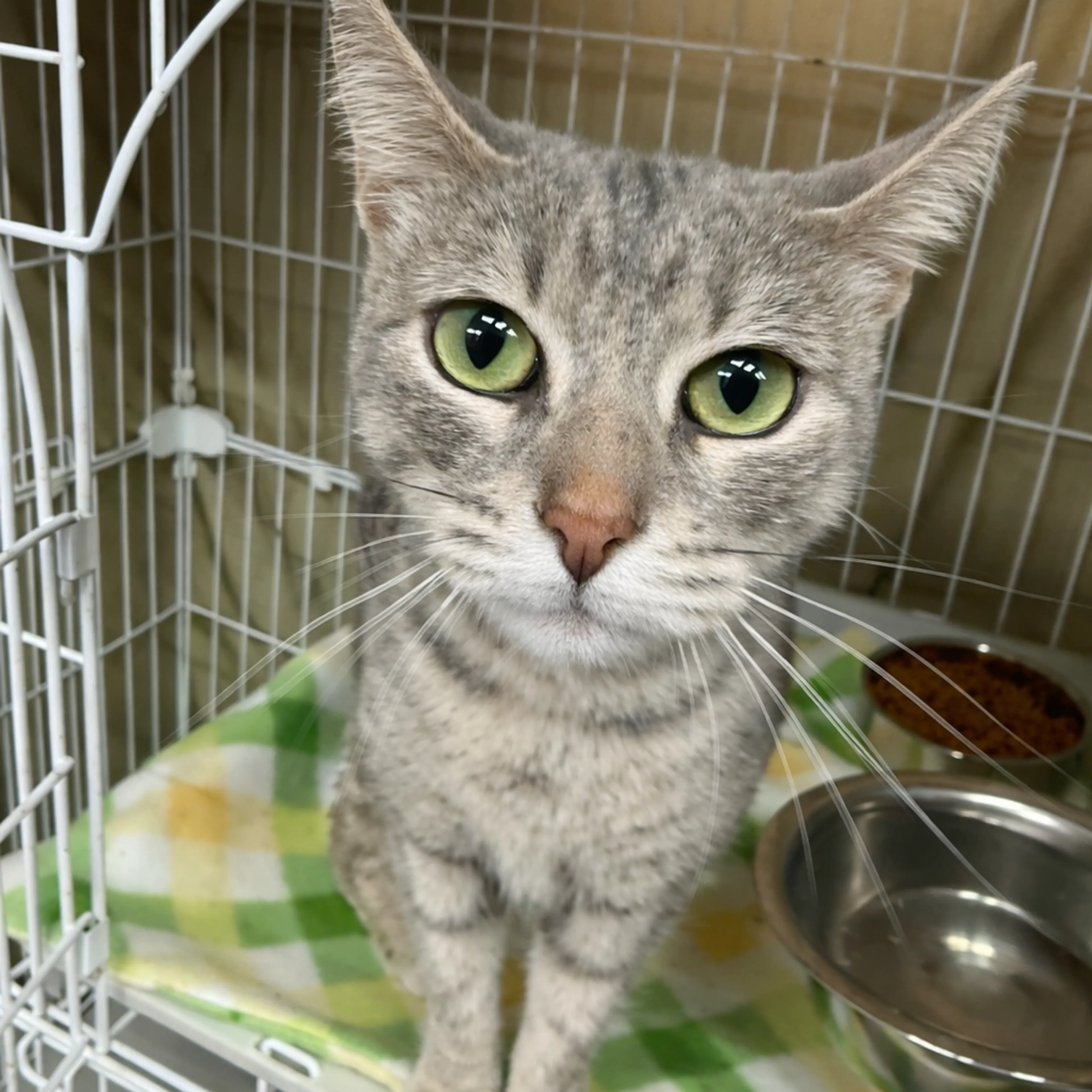 Found pet-1