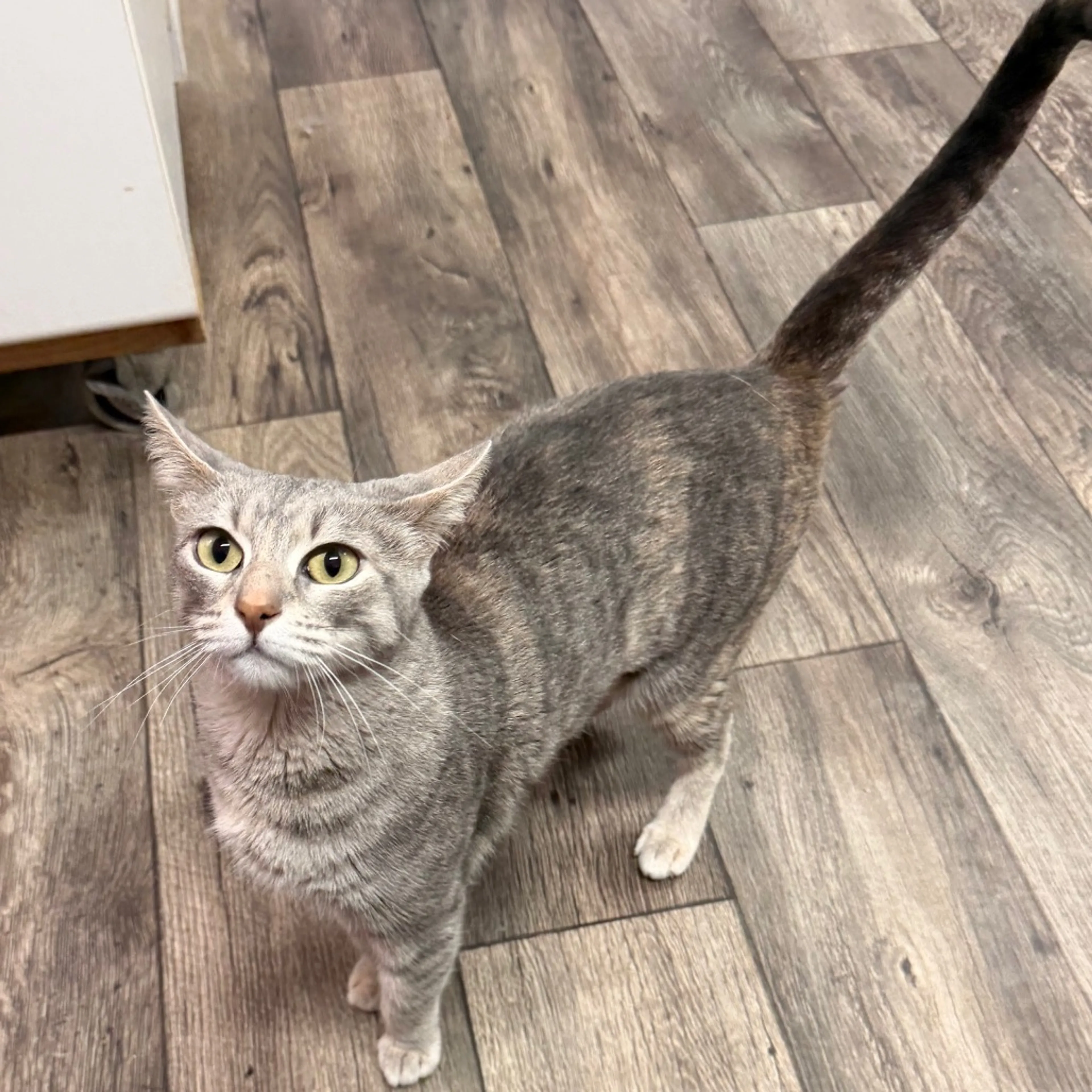 Found pet-7