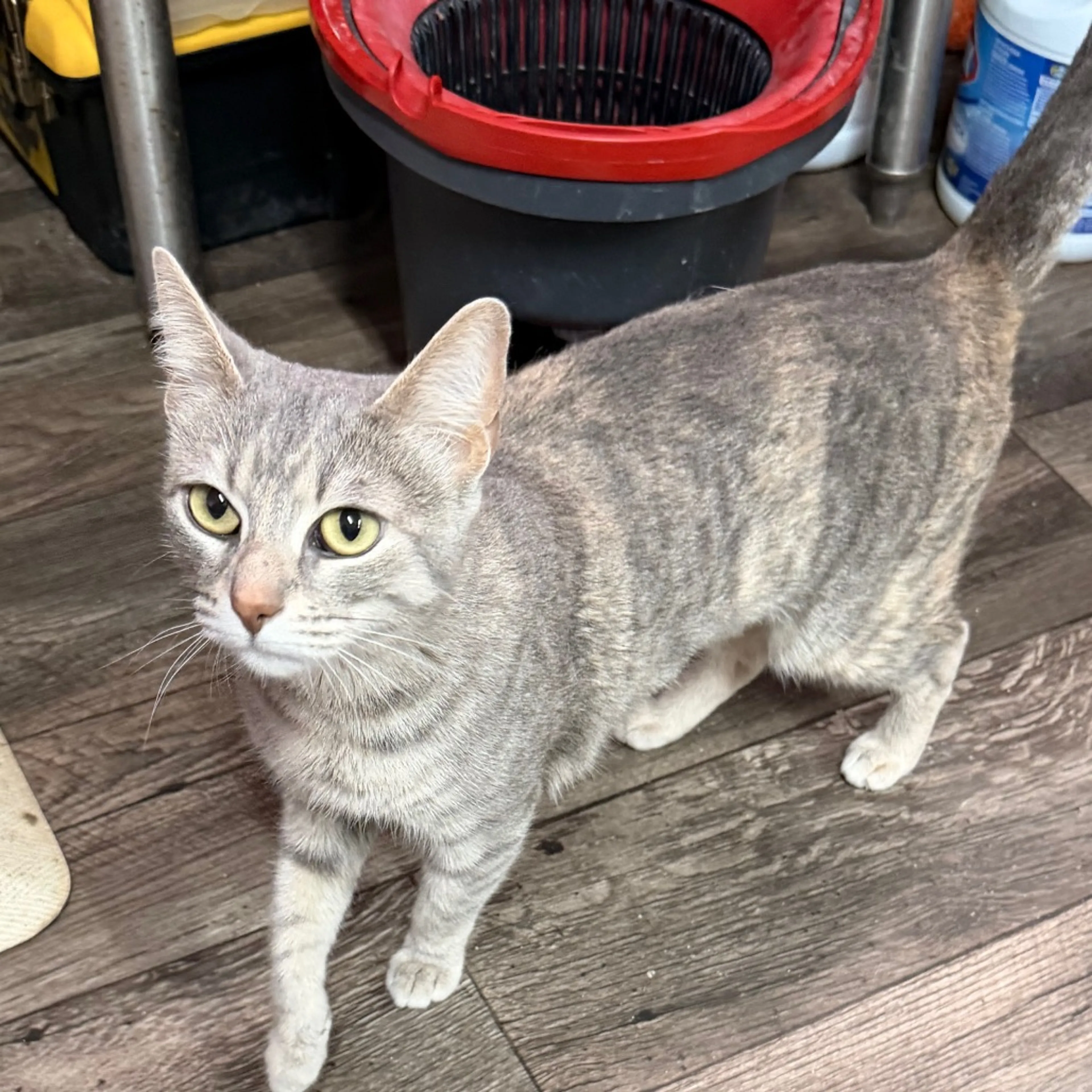 Found pet-5