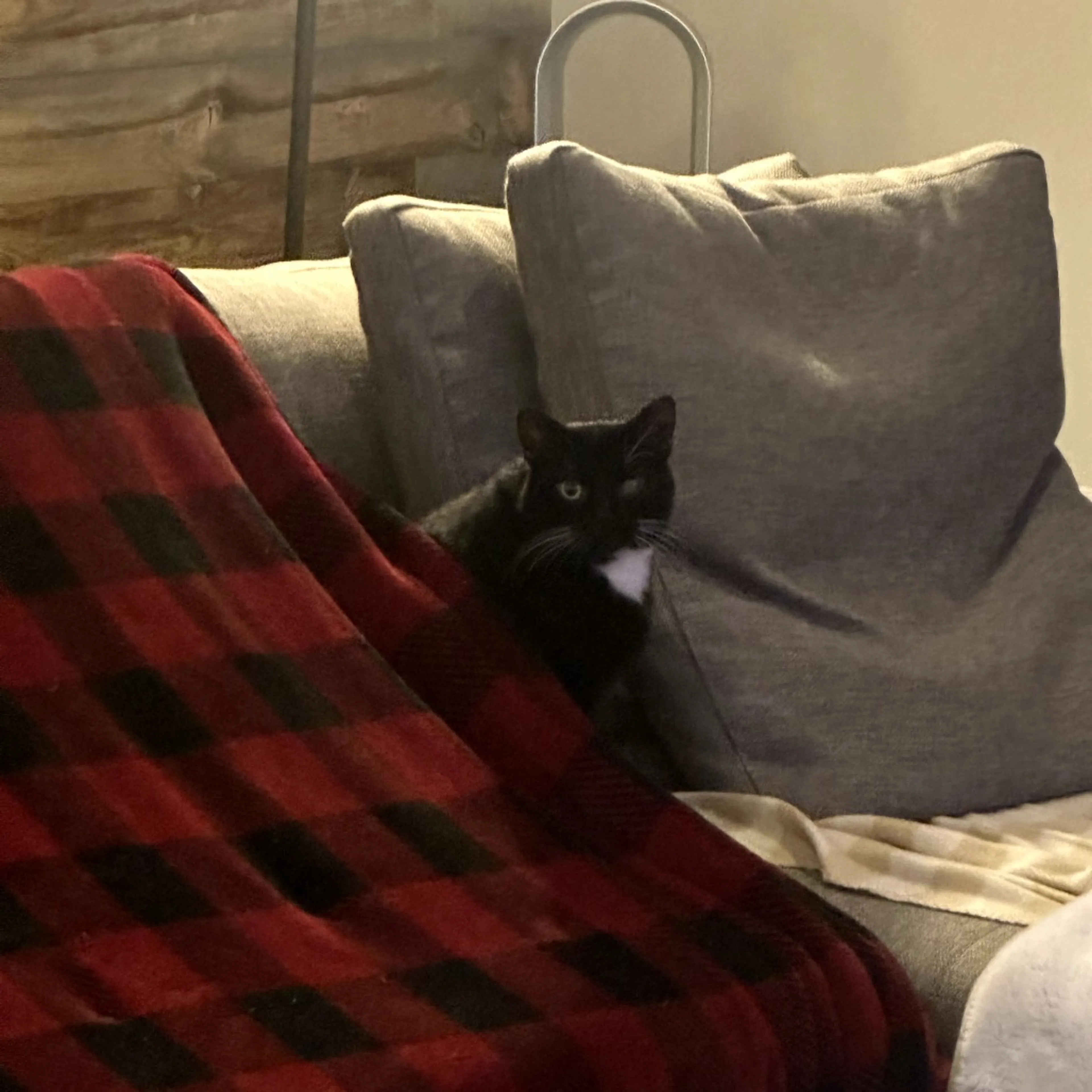 Found pet-7