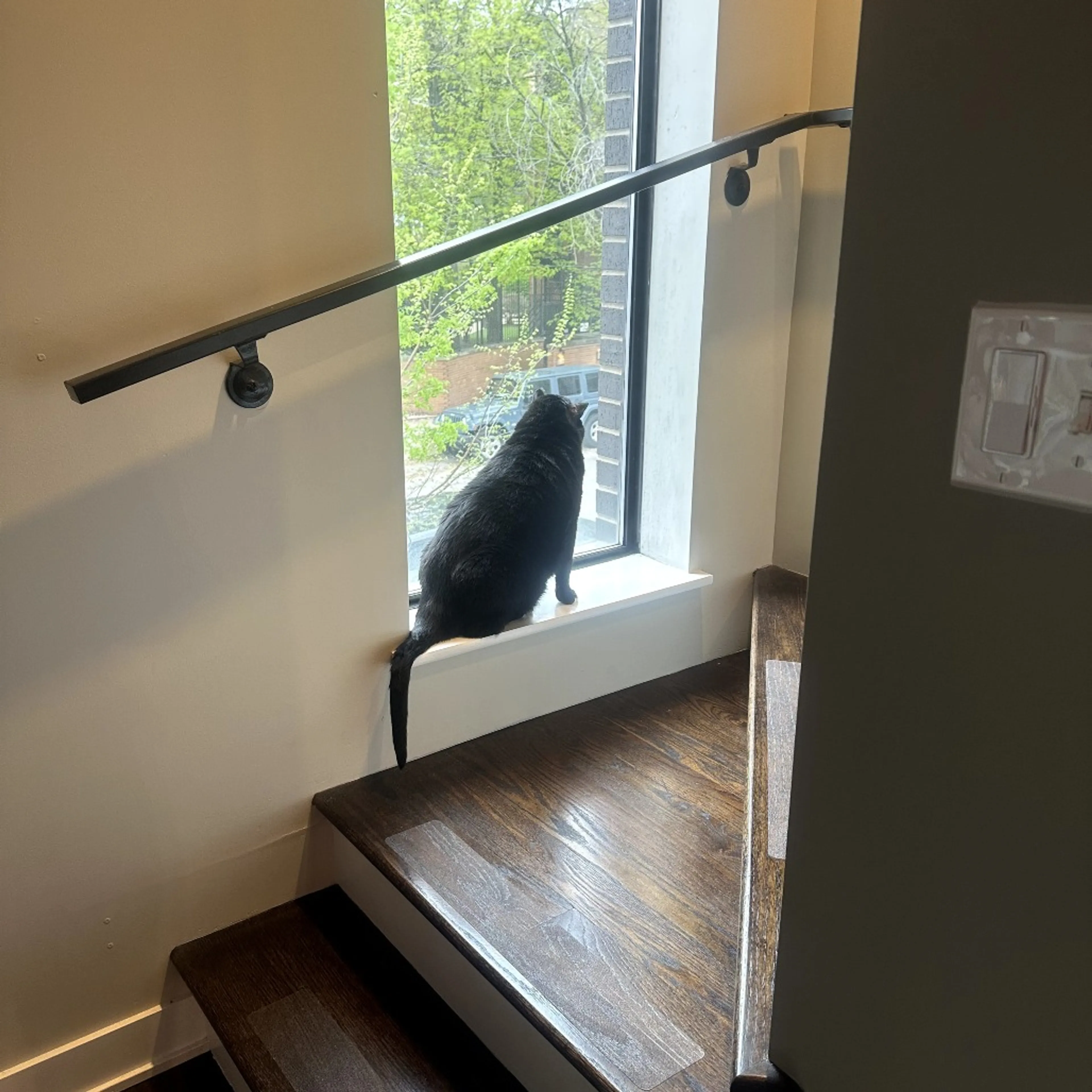 Found pet-2