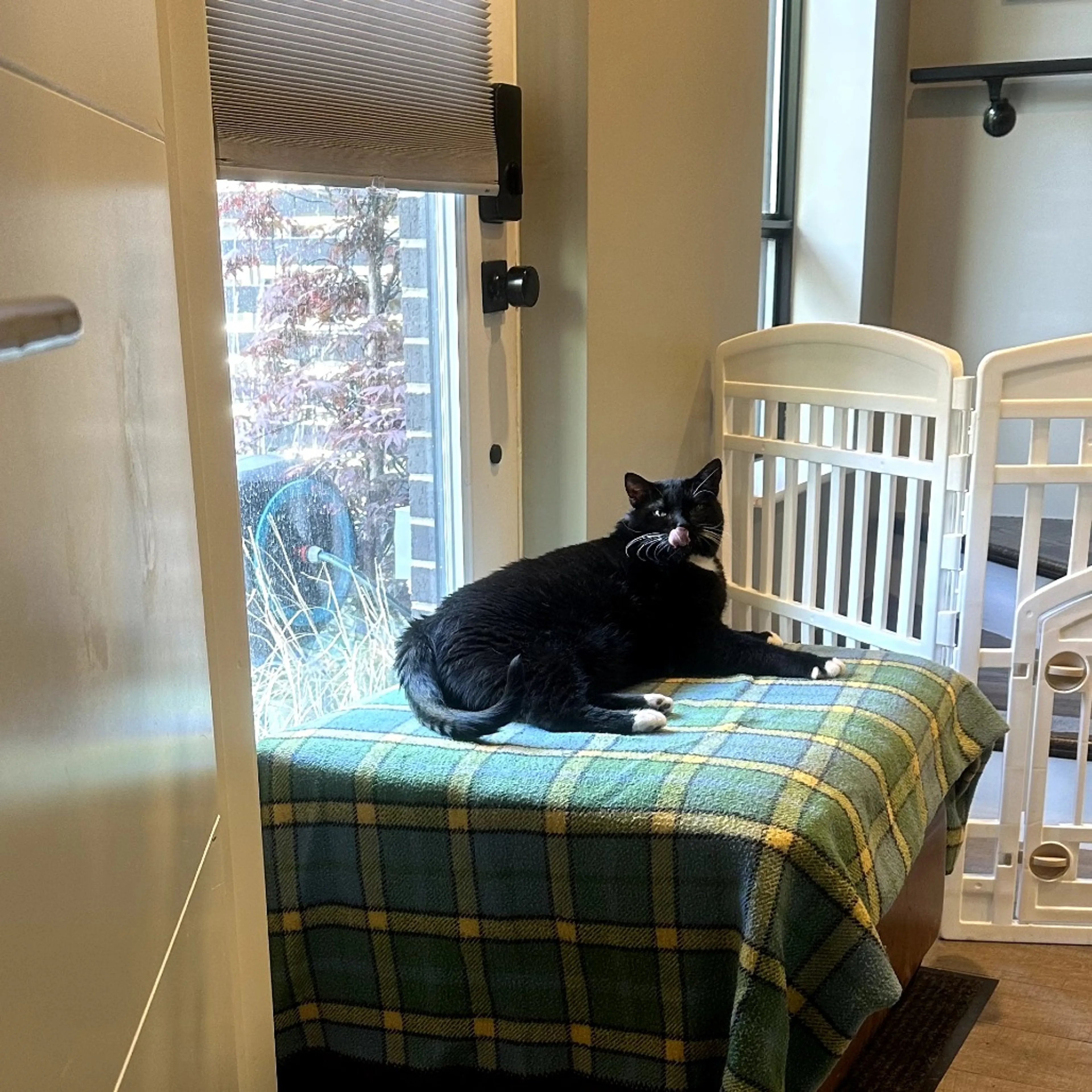 Found pet-1