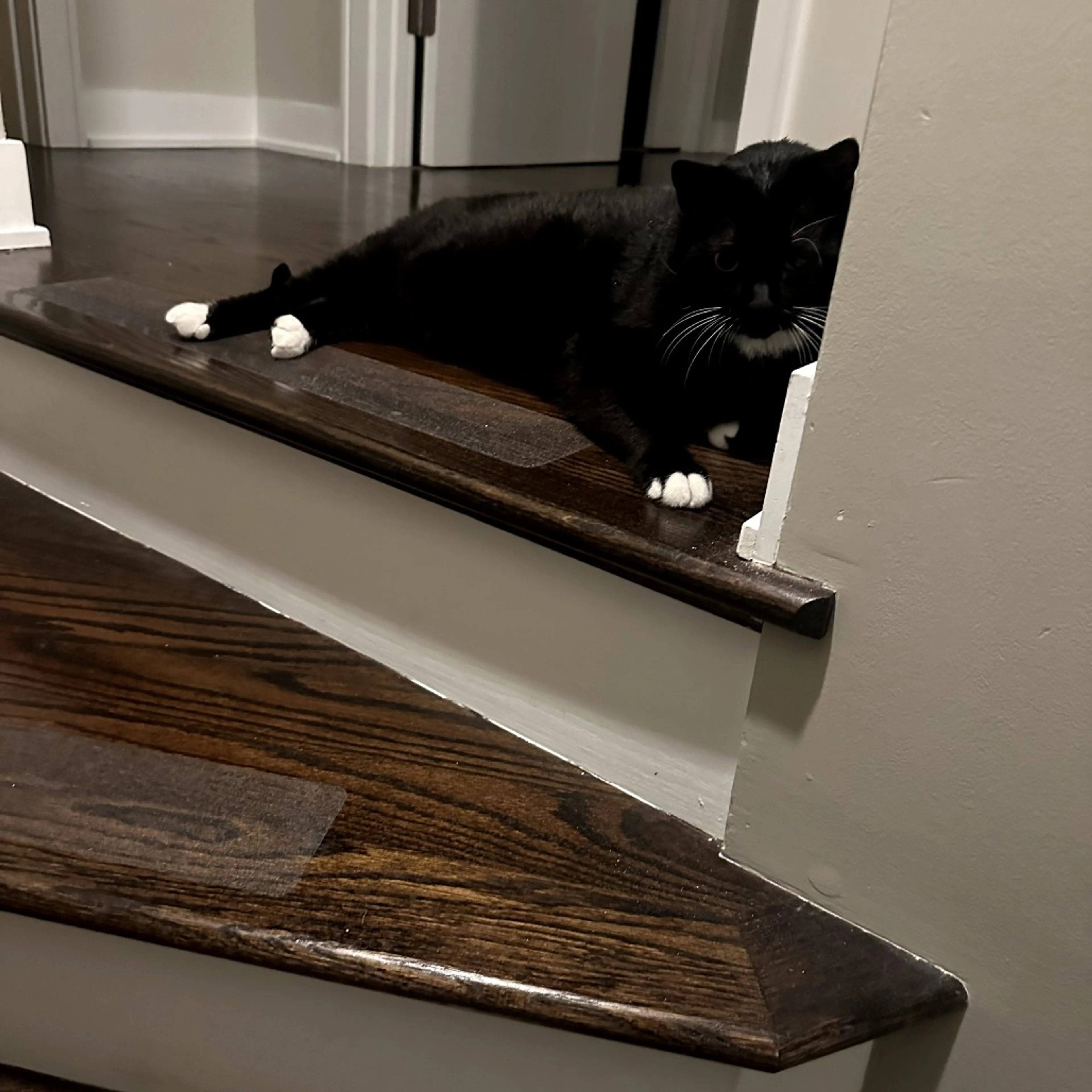 Found pet-5