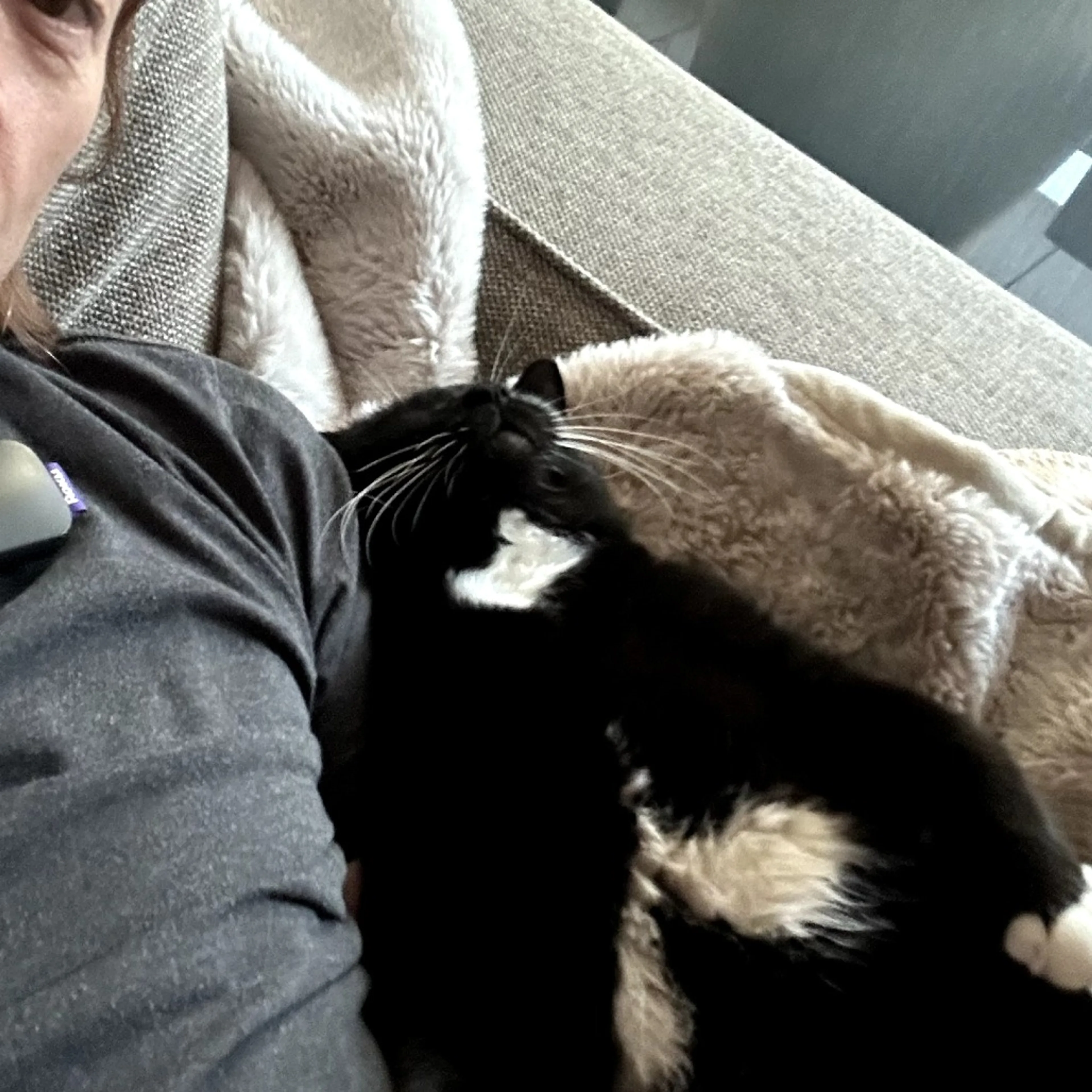 Found pet-6