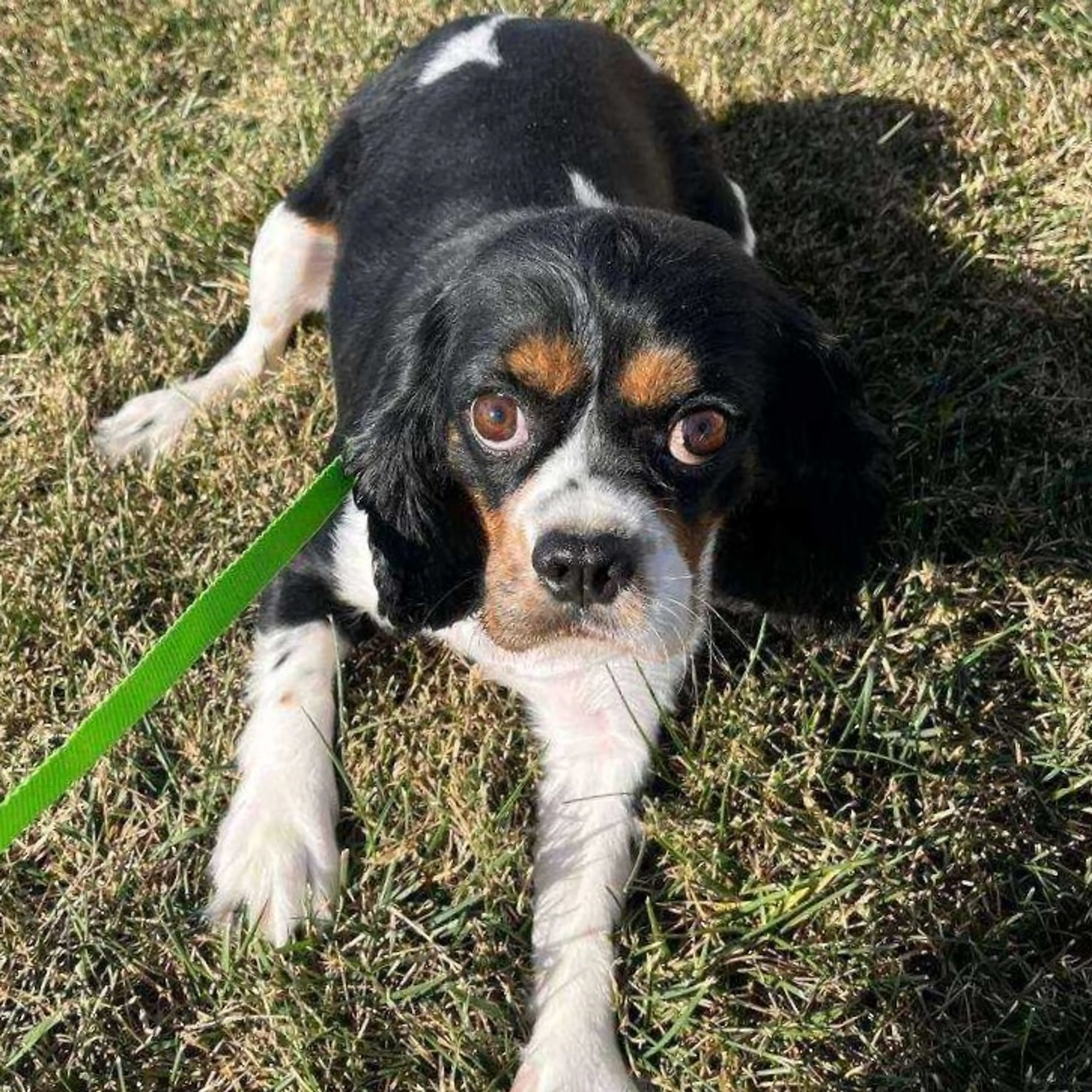 Found pet