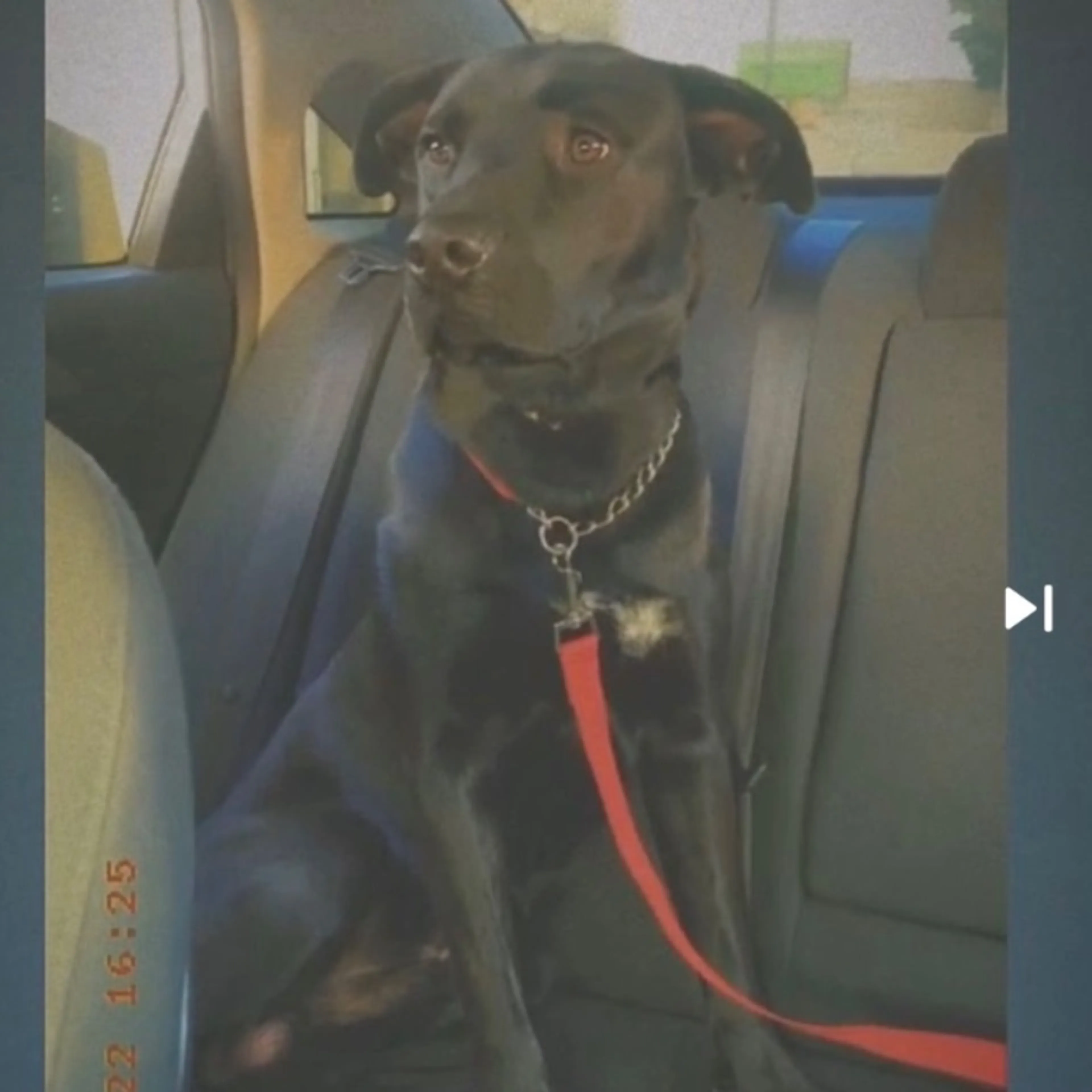 Lost pet