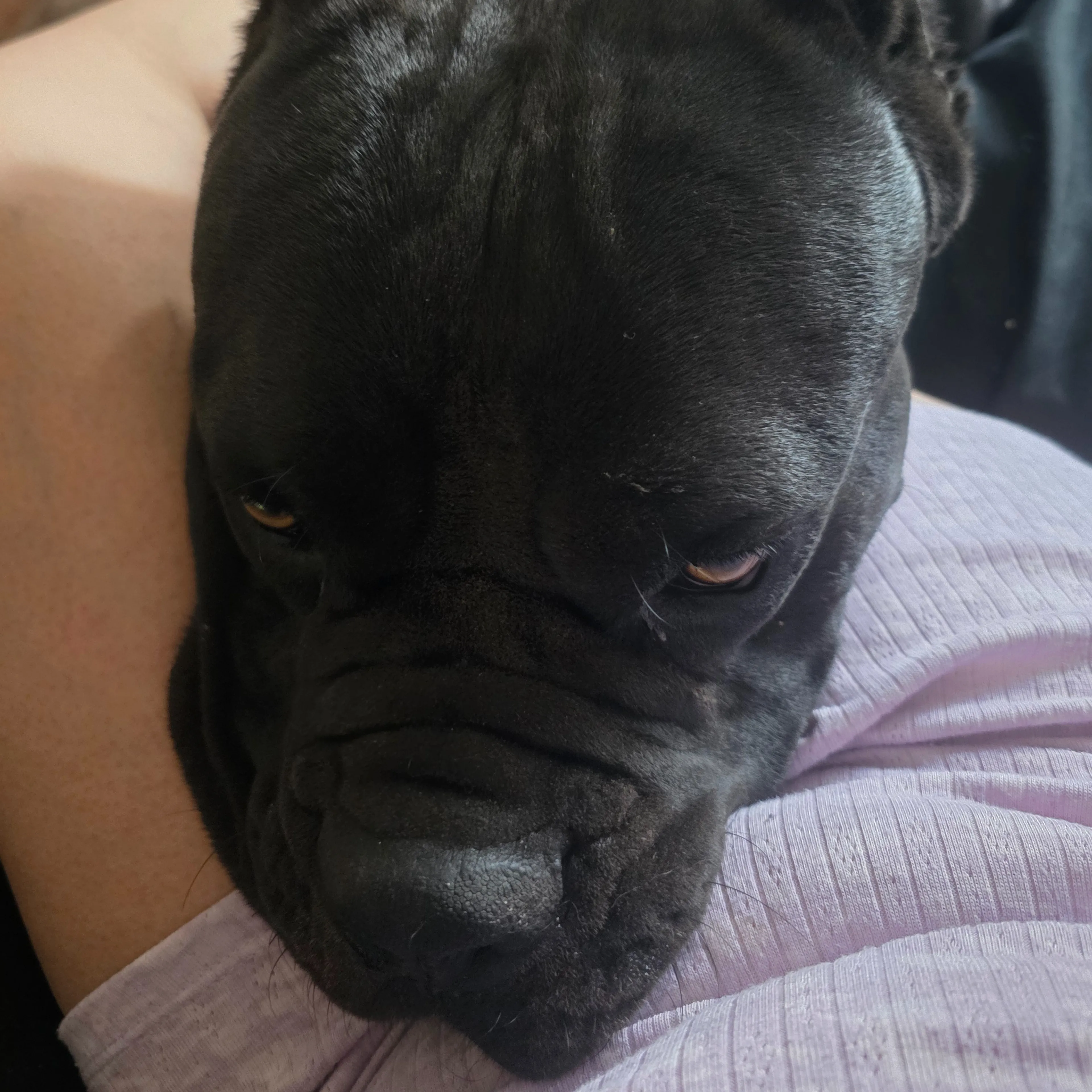 Lost pet-2