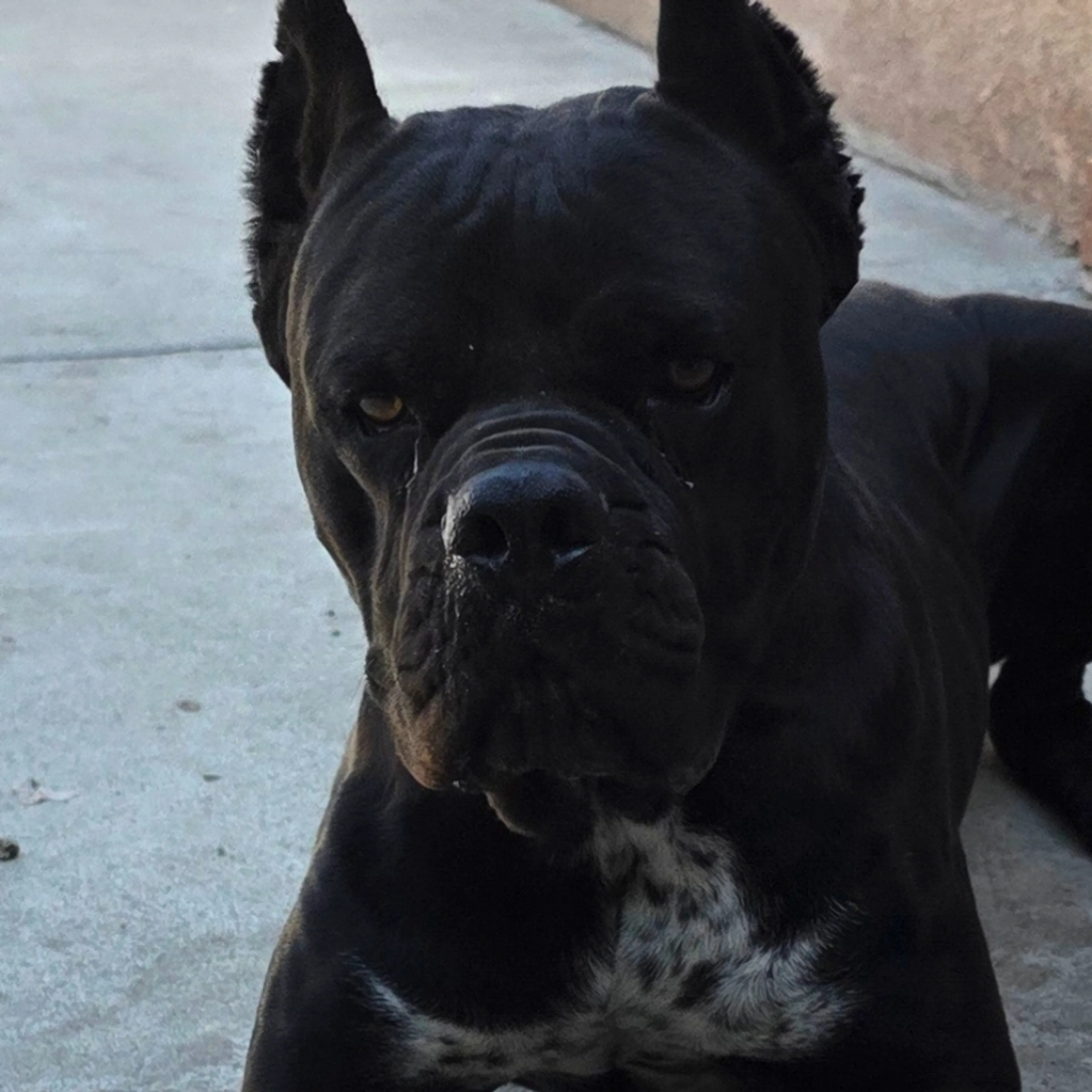 Lost pet-1