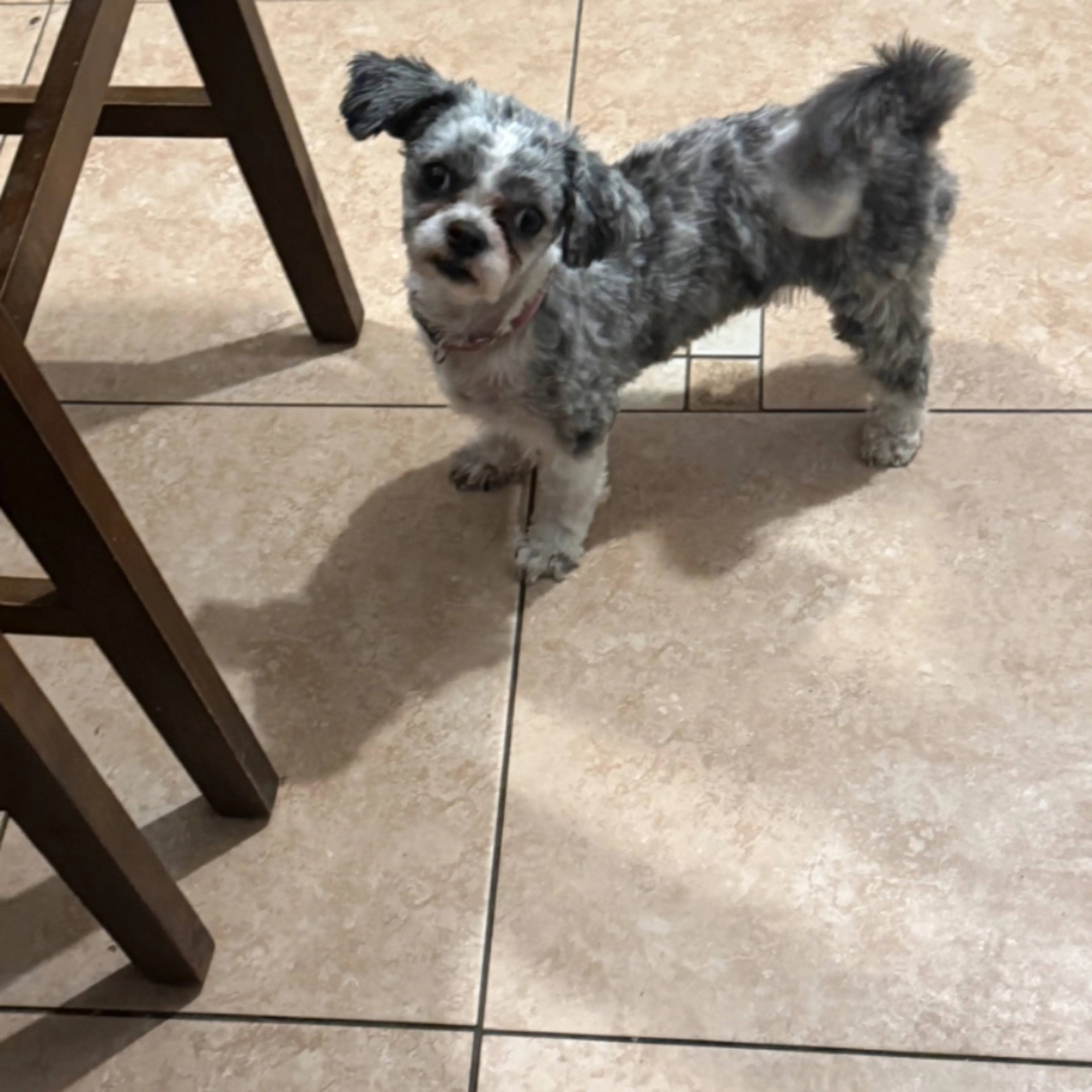 Lost pet