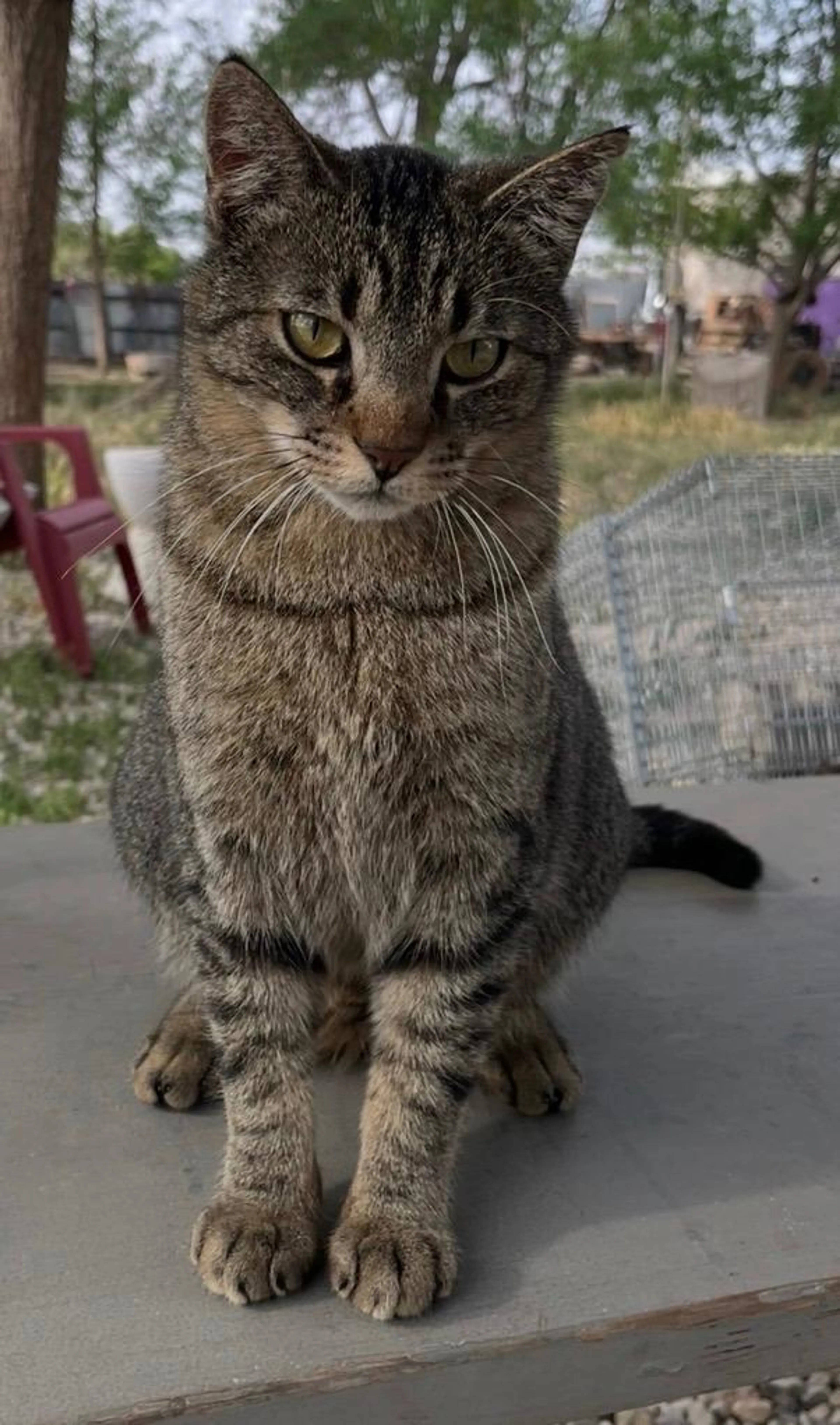 Found pet-1