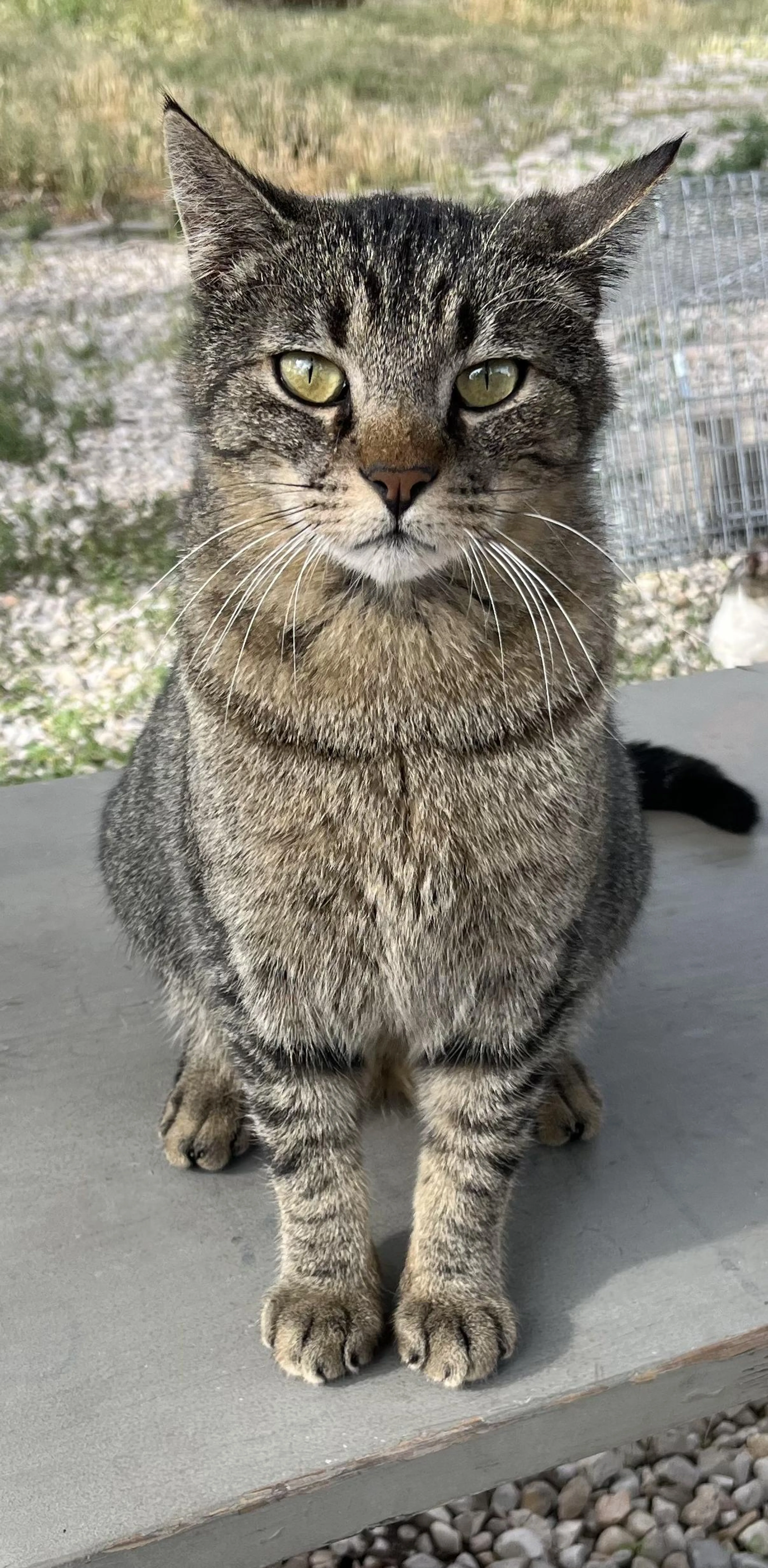 Found pet-0