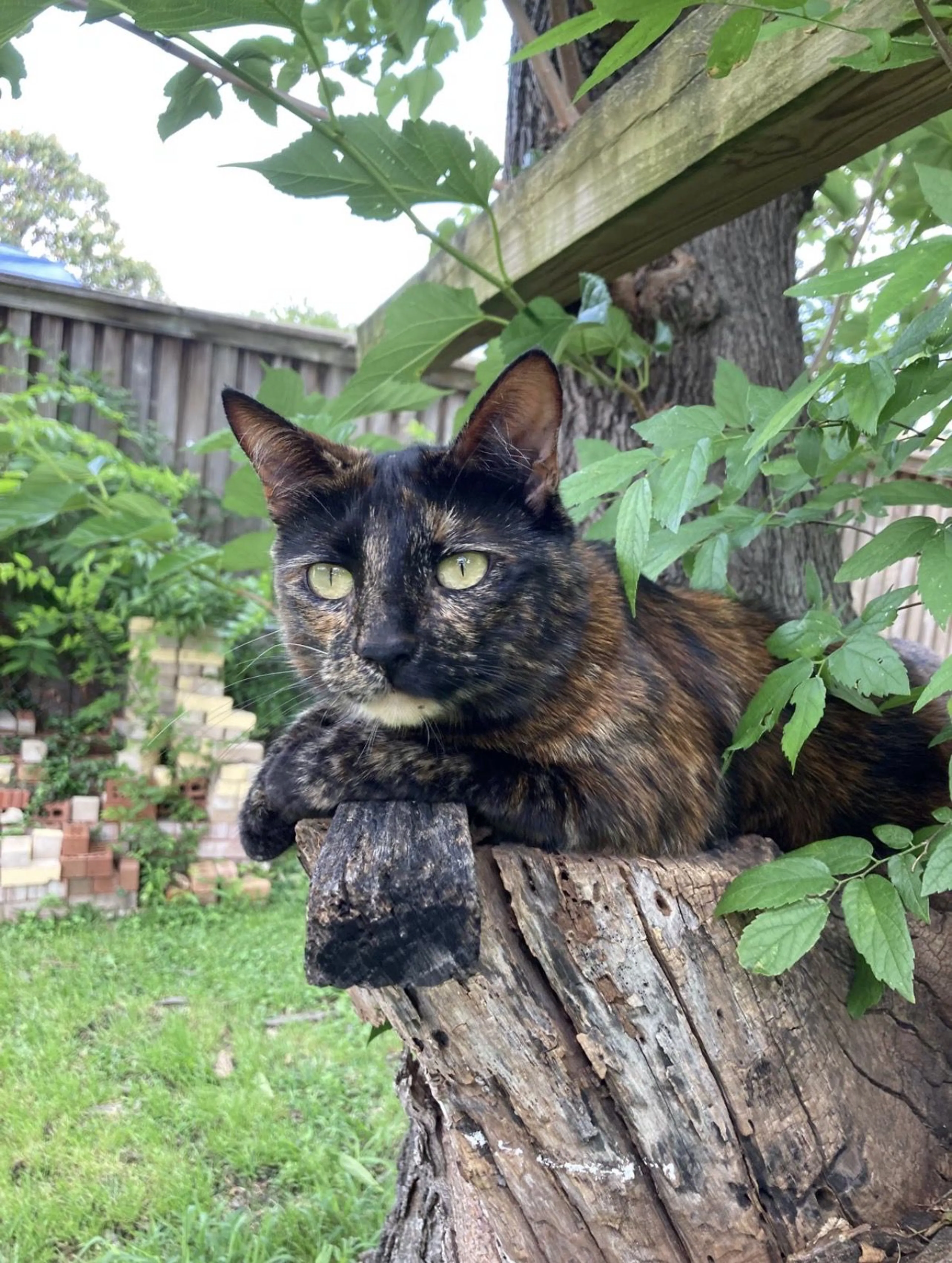 Lost pet-0