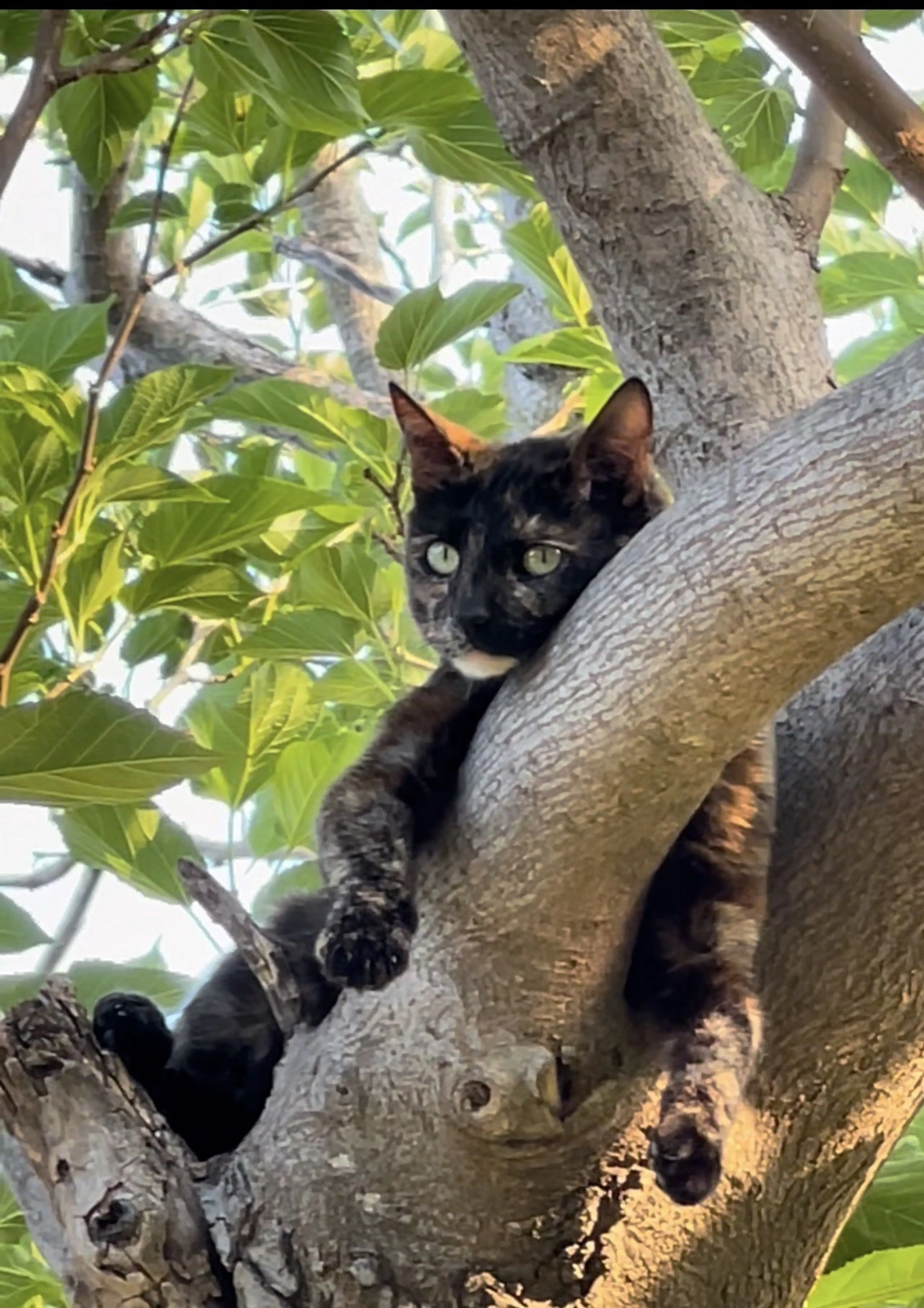 Lost pet-1