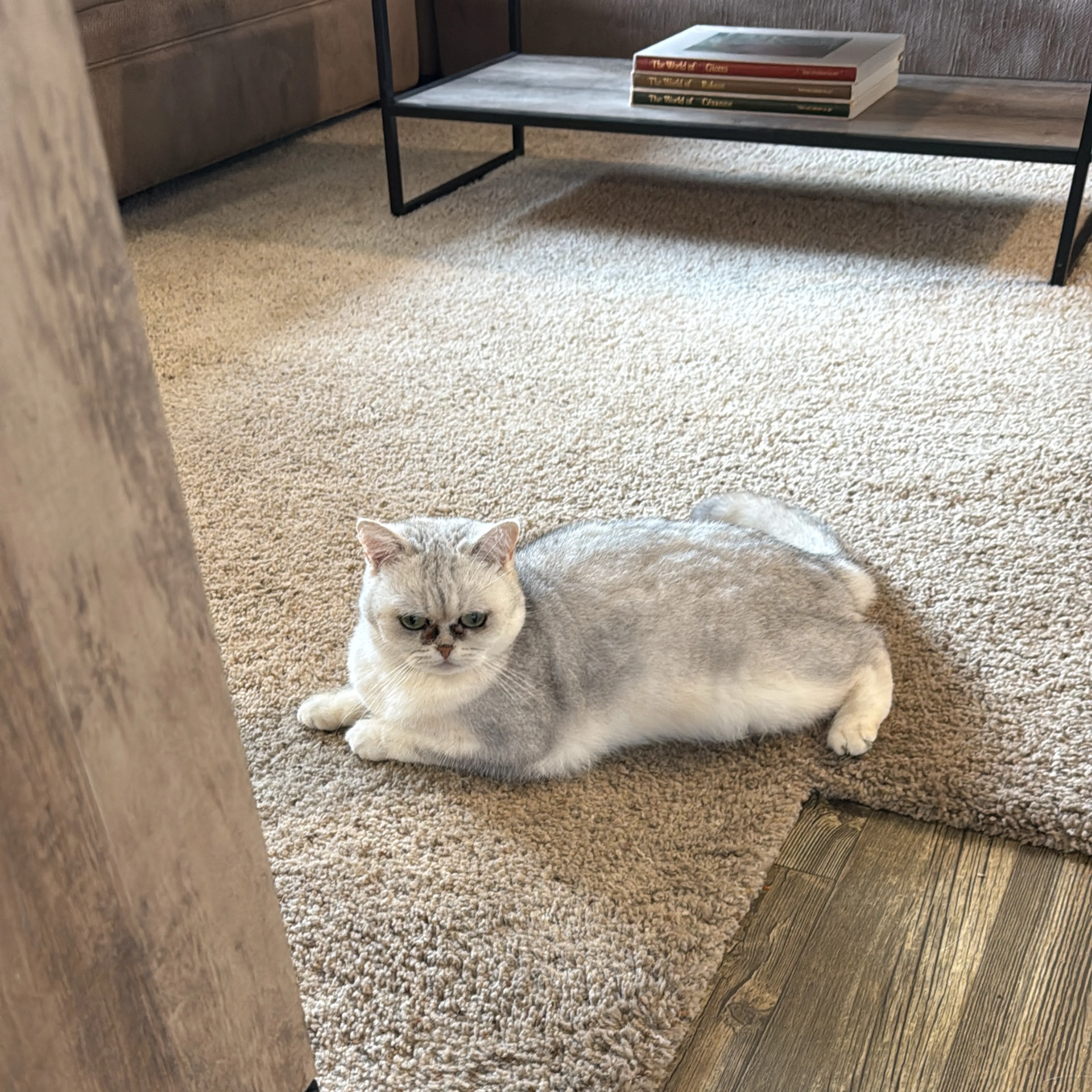 Lost pet-1