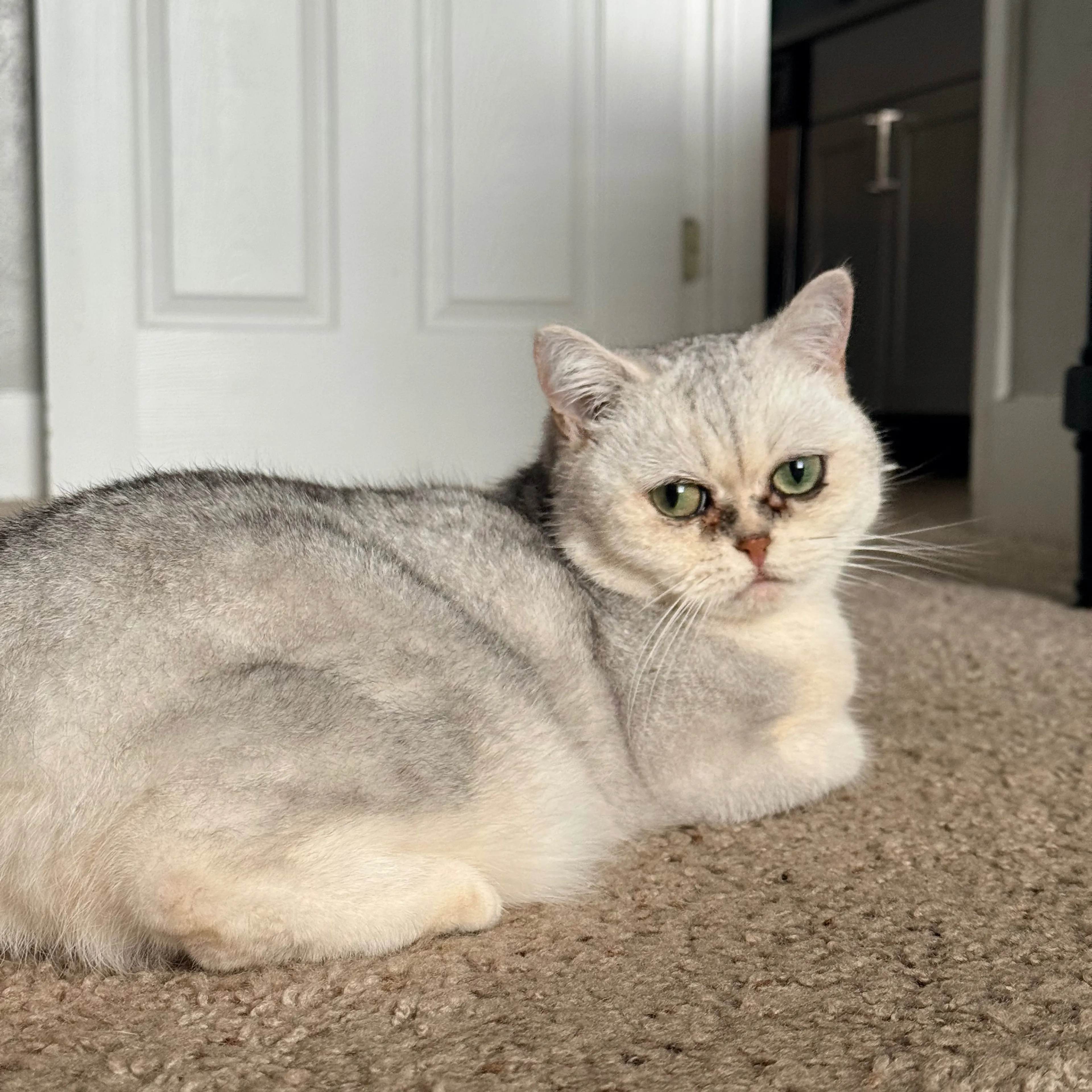 Lost pet-2
