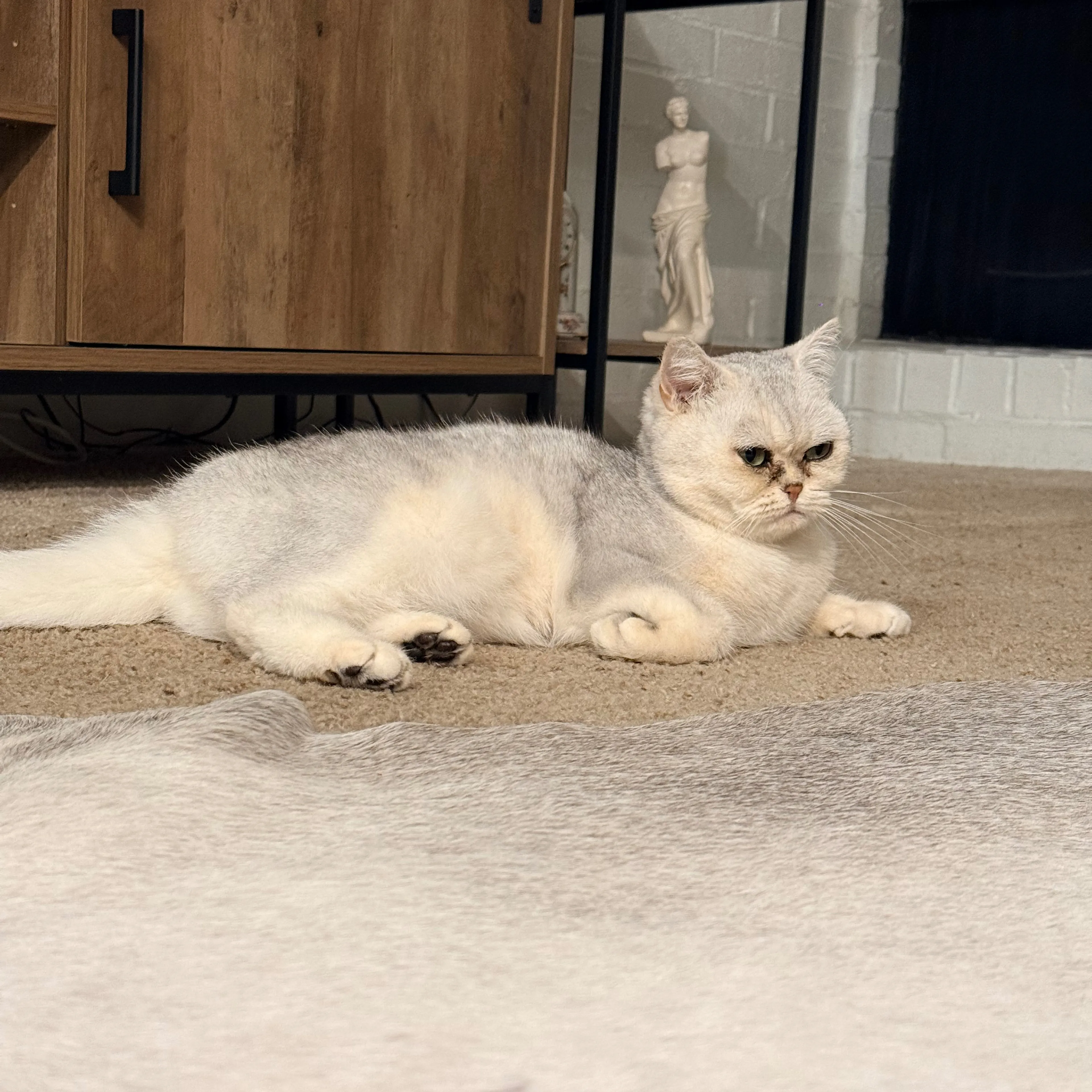 Lost pet-3