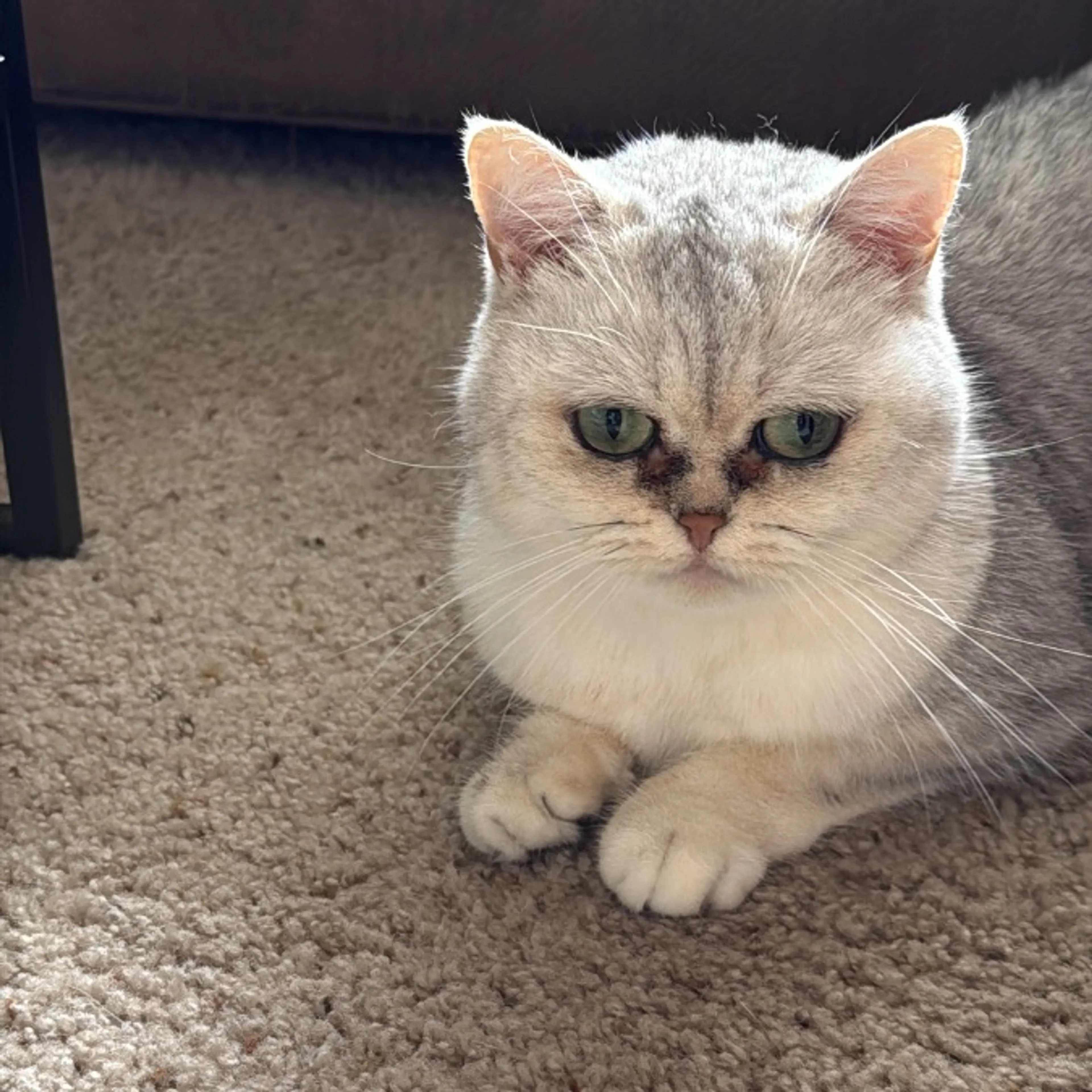 Lost pet-0
