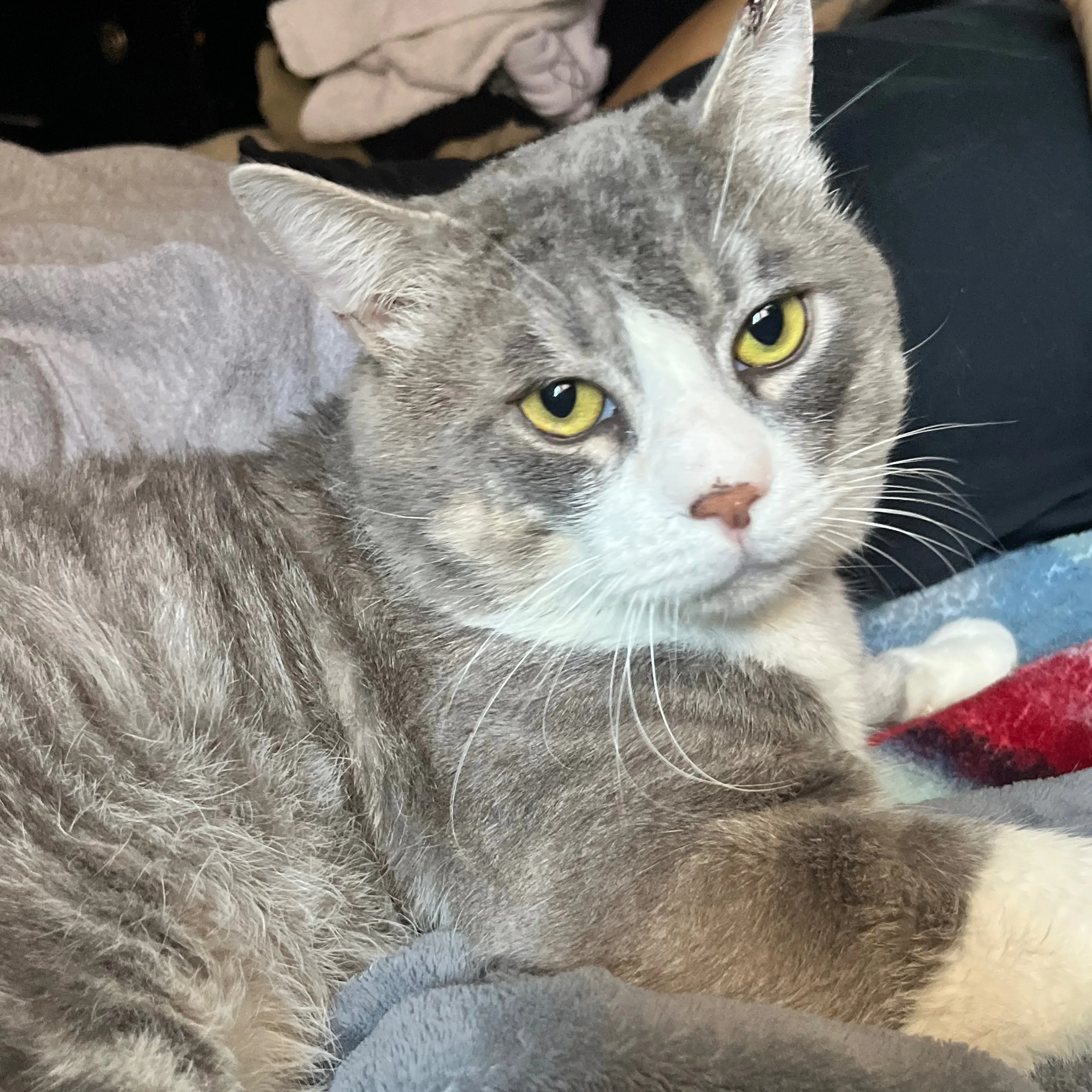 Lost pet-1