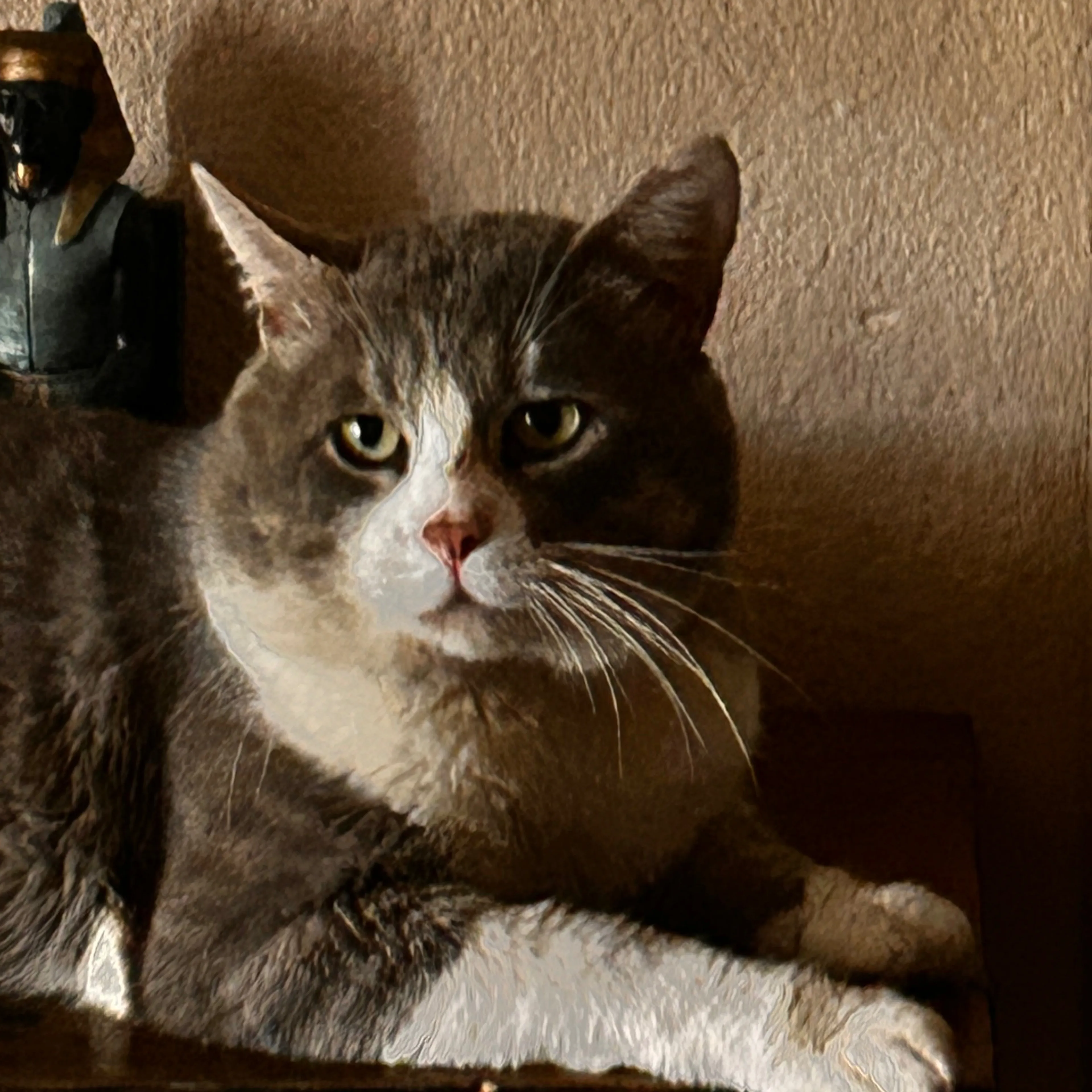 Lost pet-2