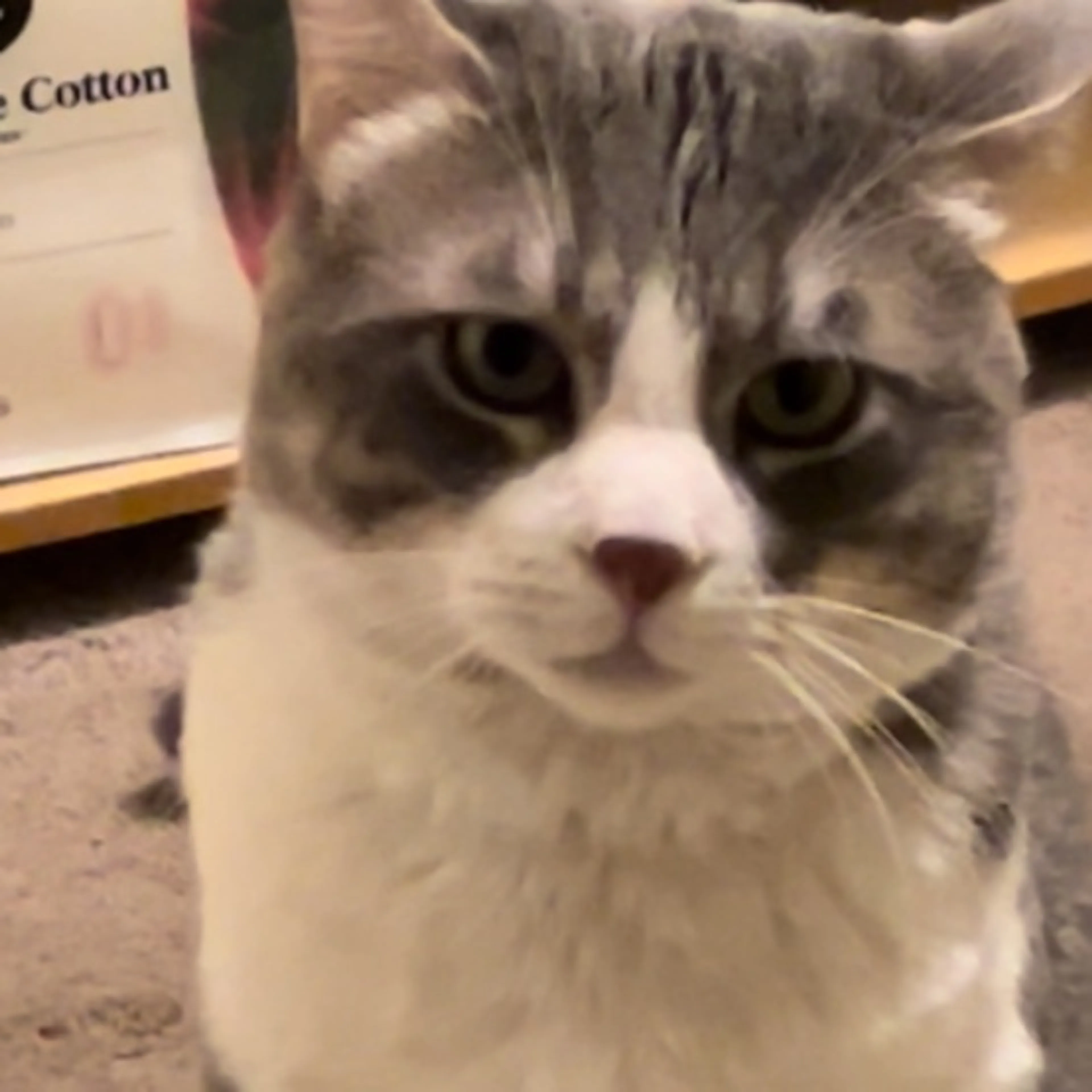 Lost pet-0
