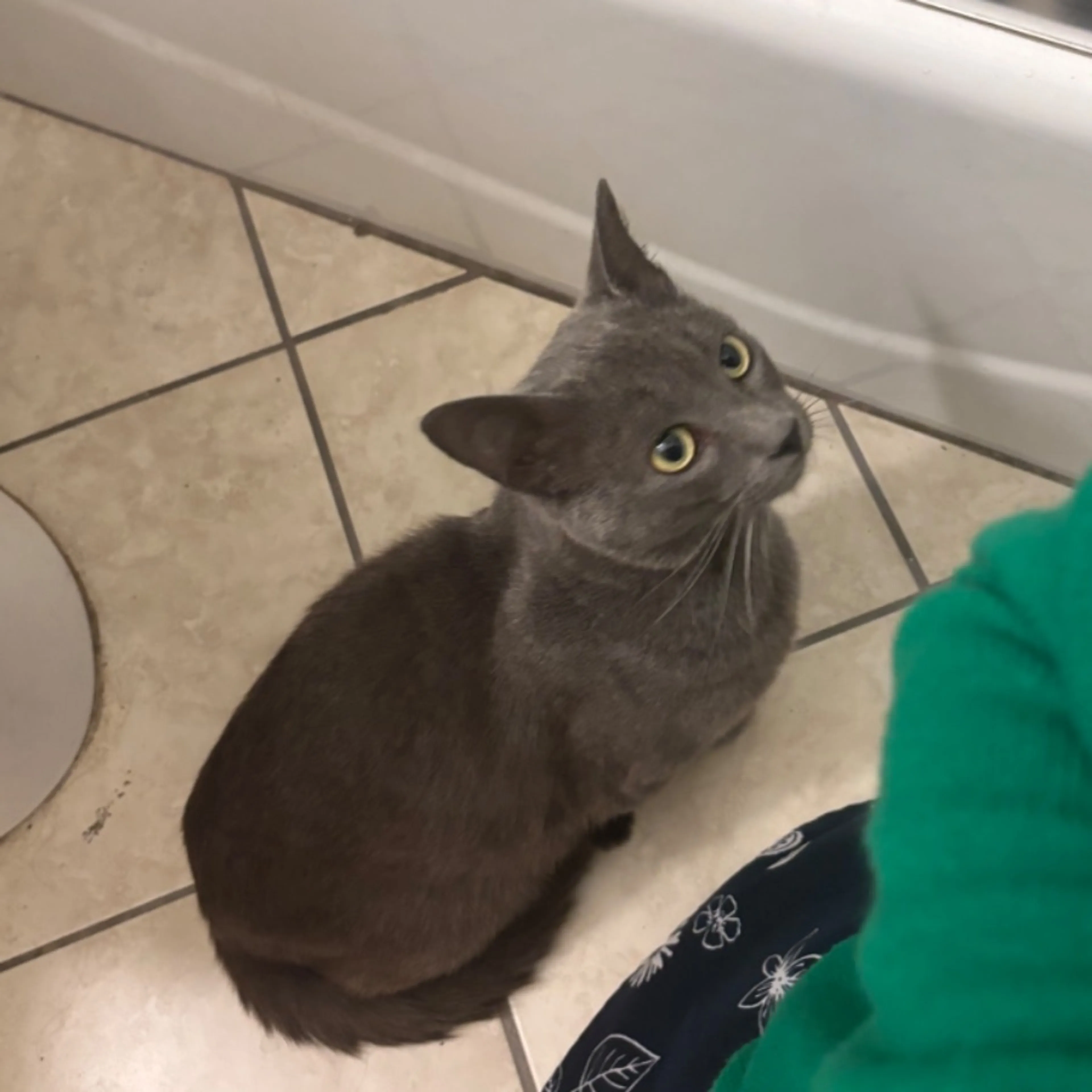 Found pet