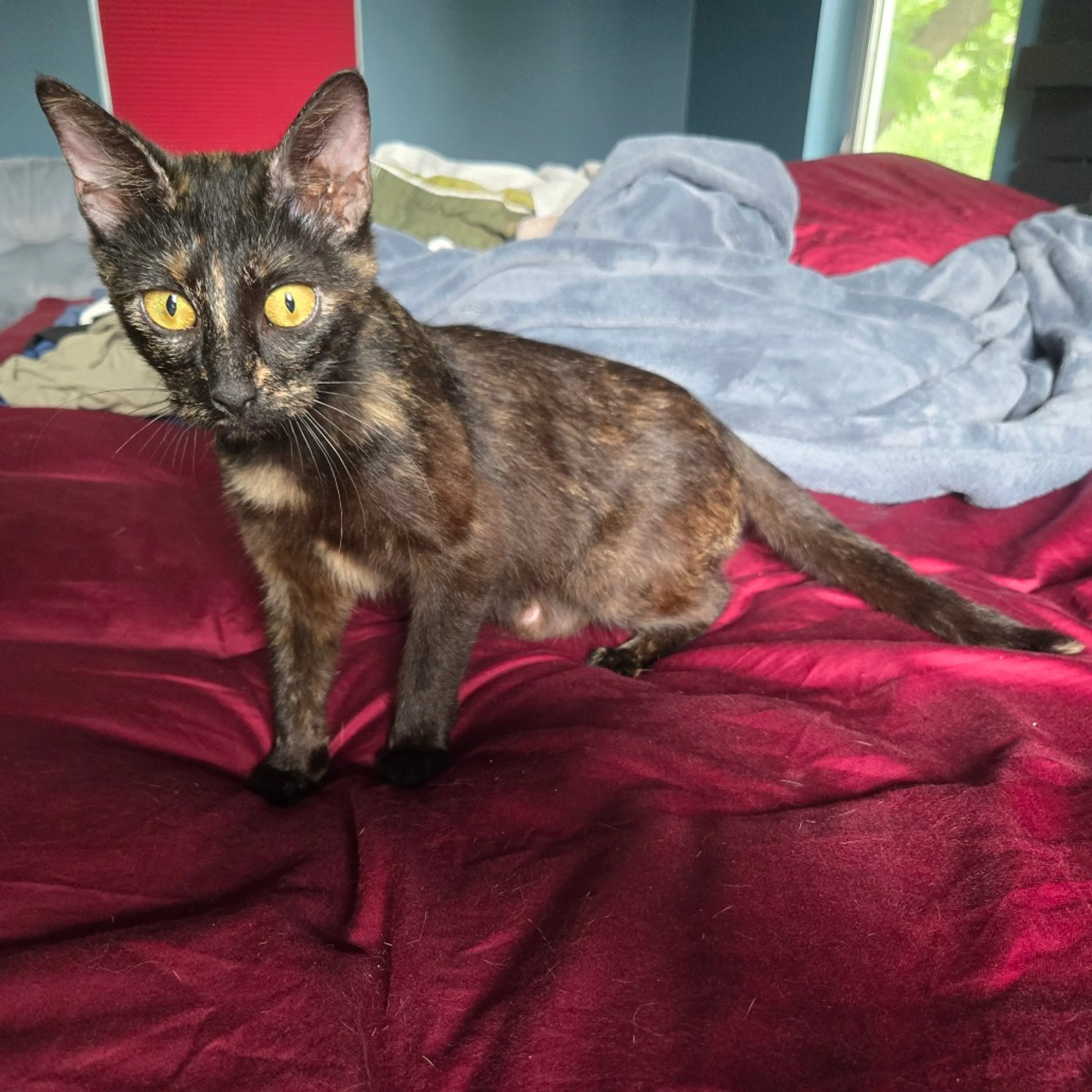 Found pet