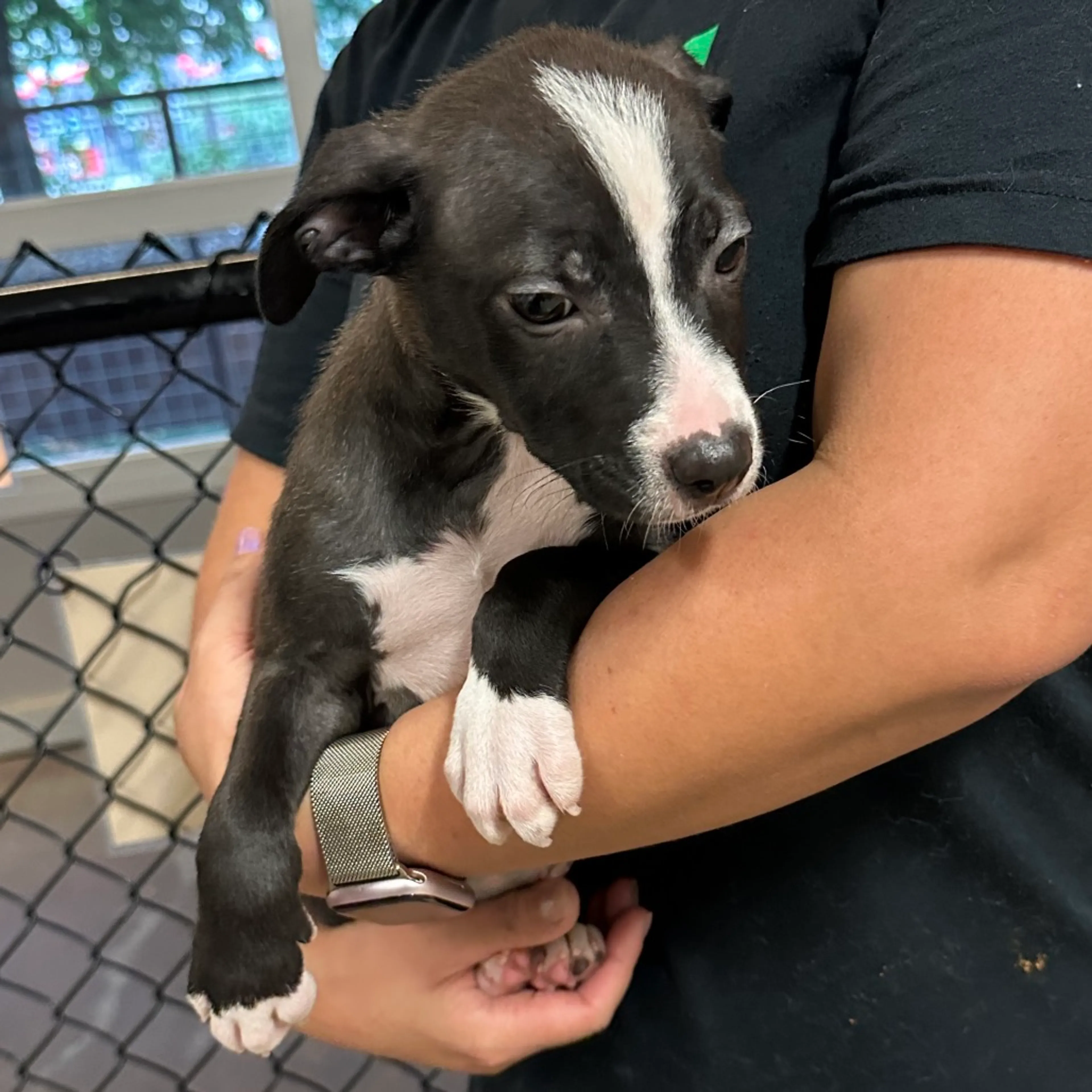 Found pet-1