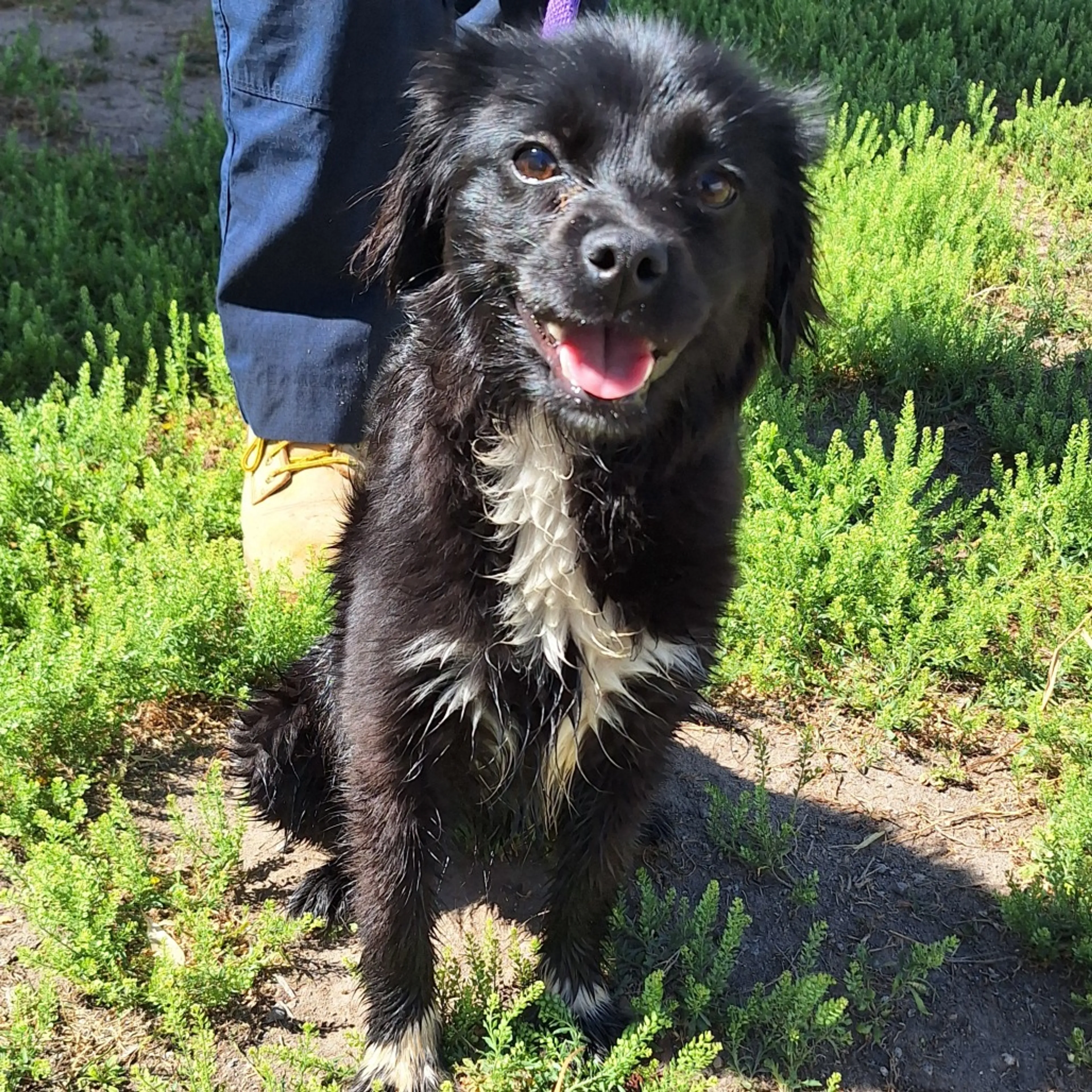 Found pet-3