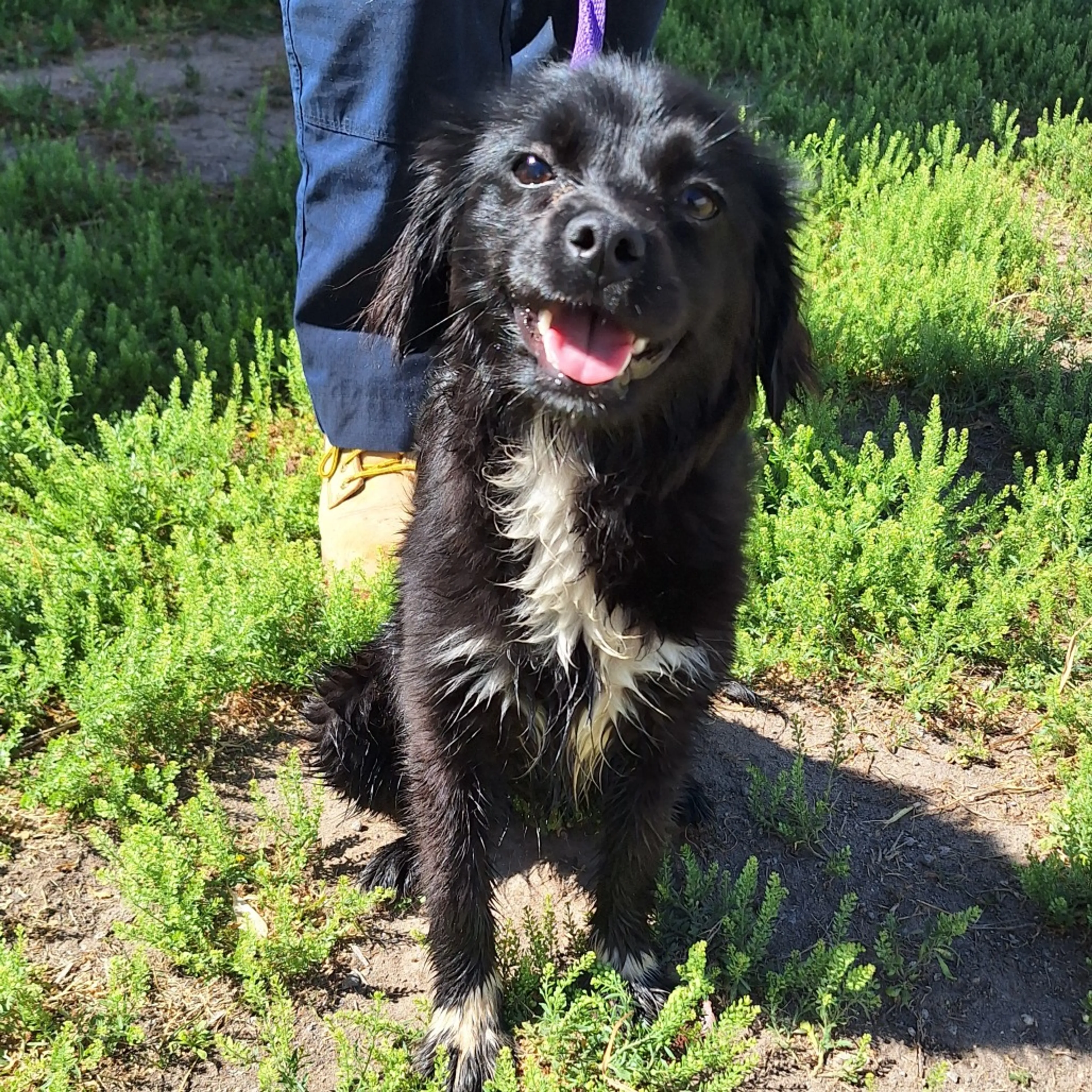 Found pet-4