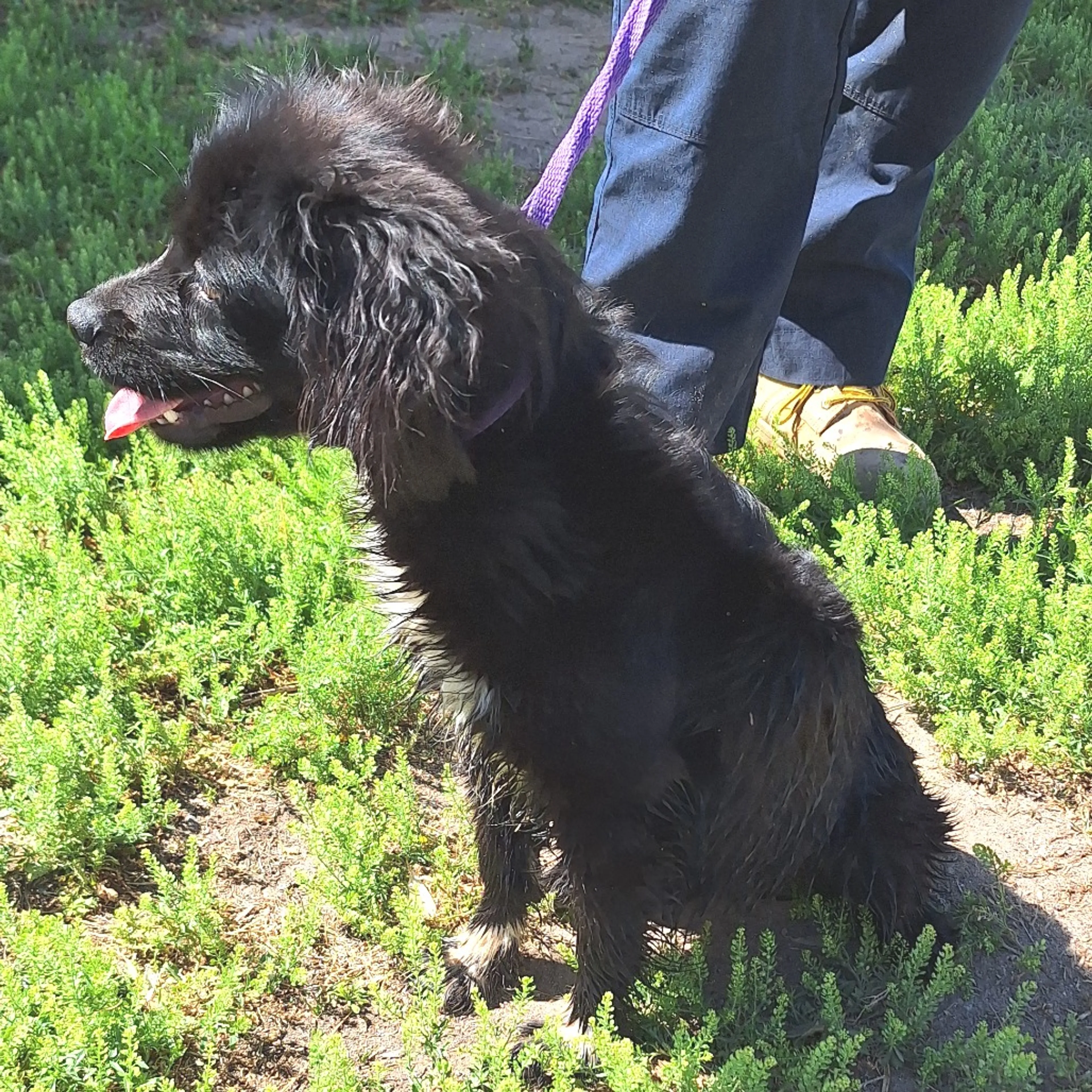 Found pet-1