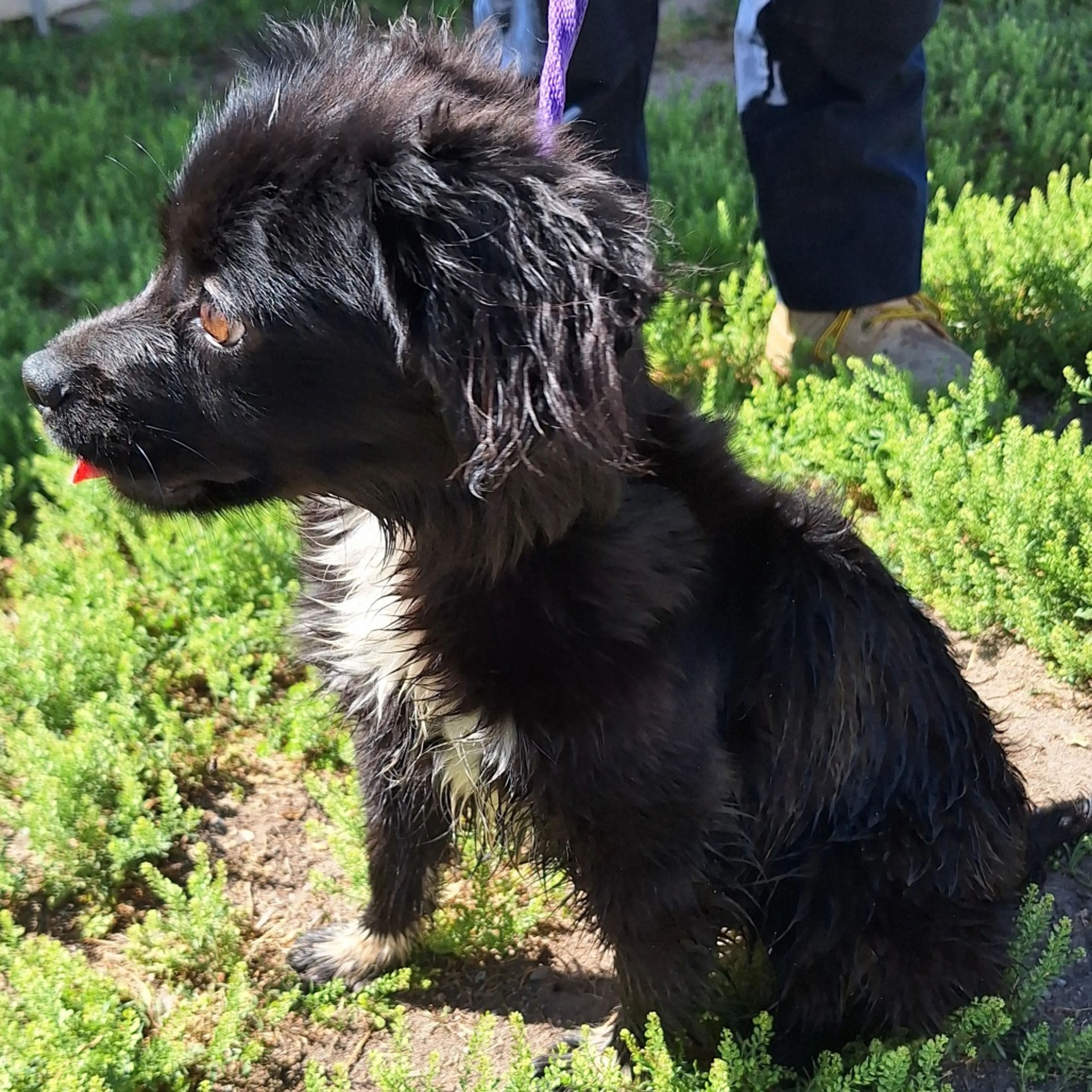 Found pet-2