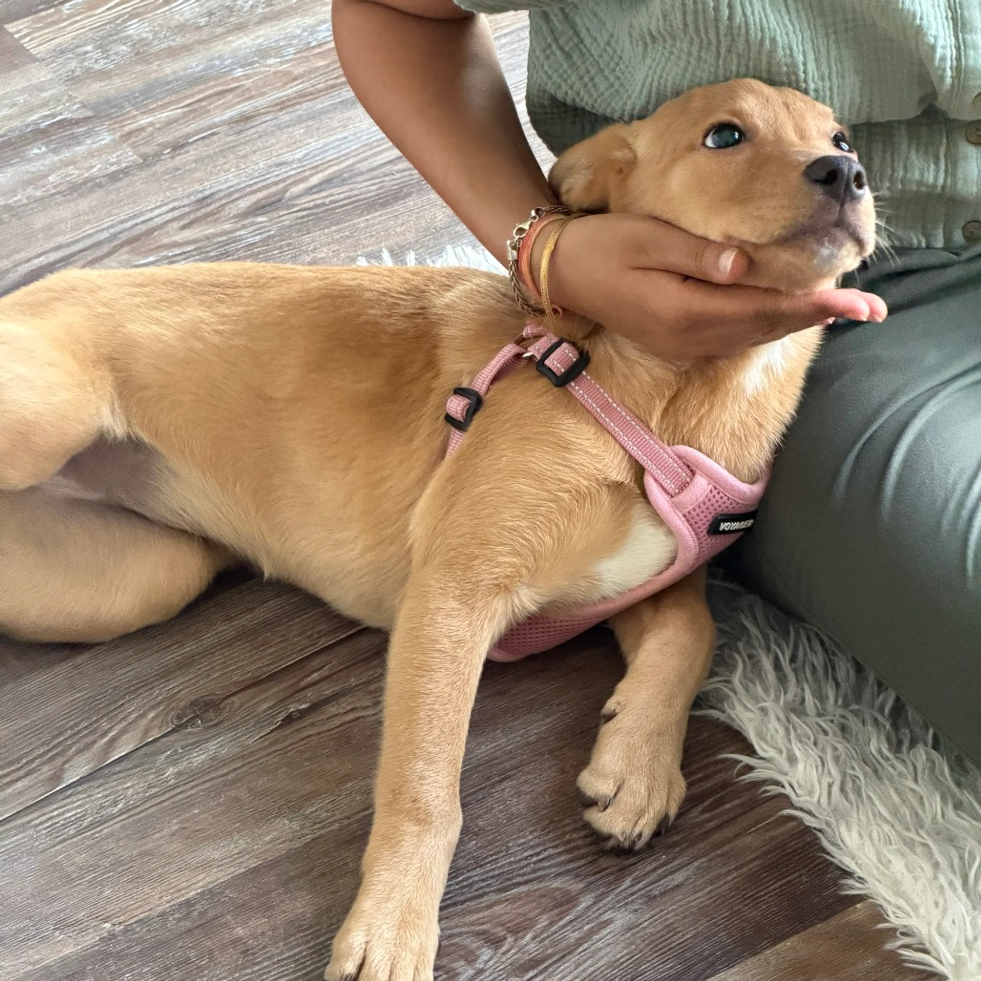 Found pet-2