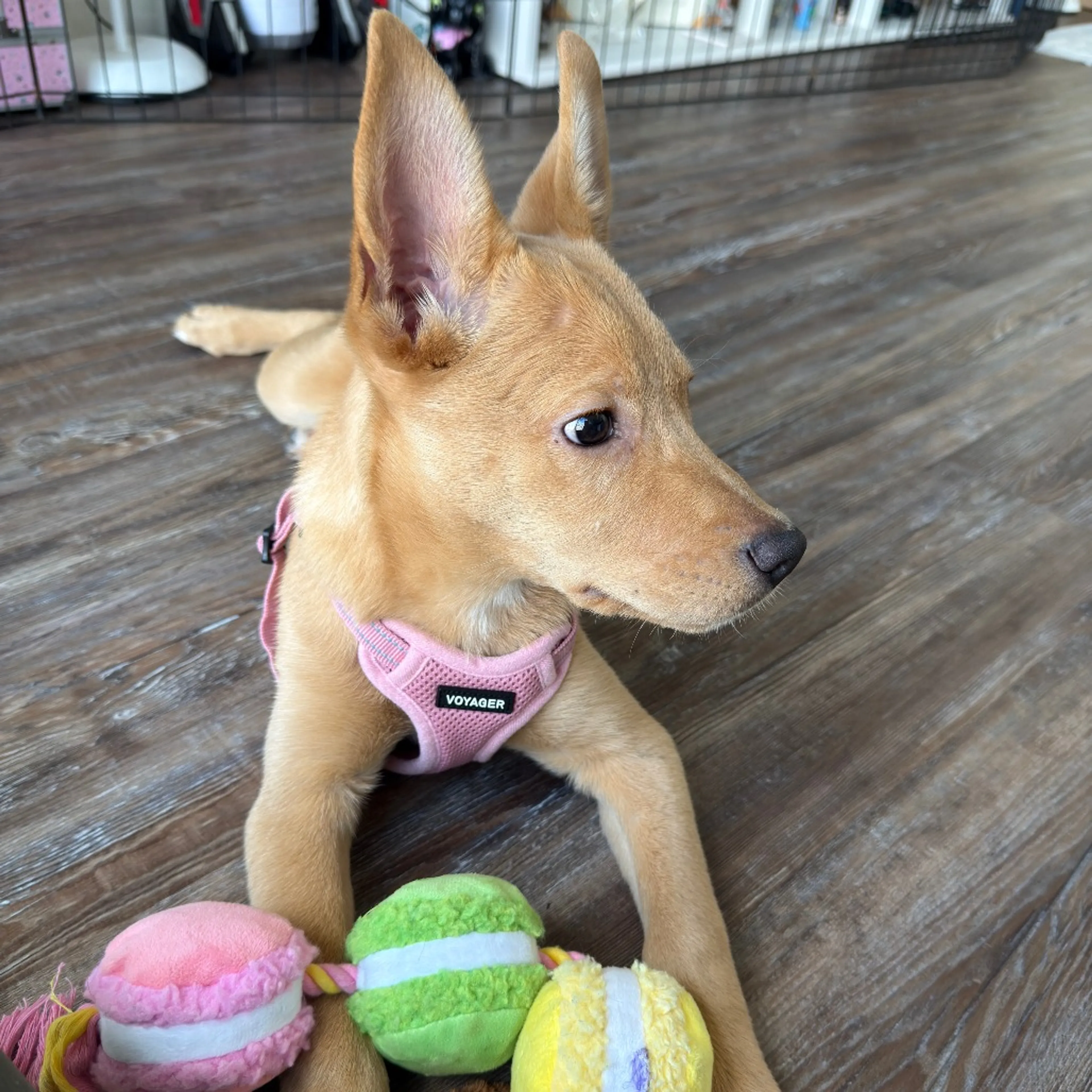 Found pet-4