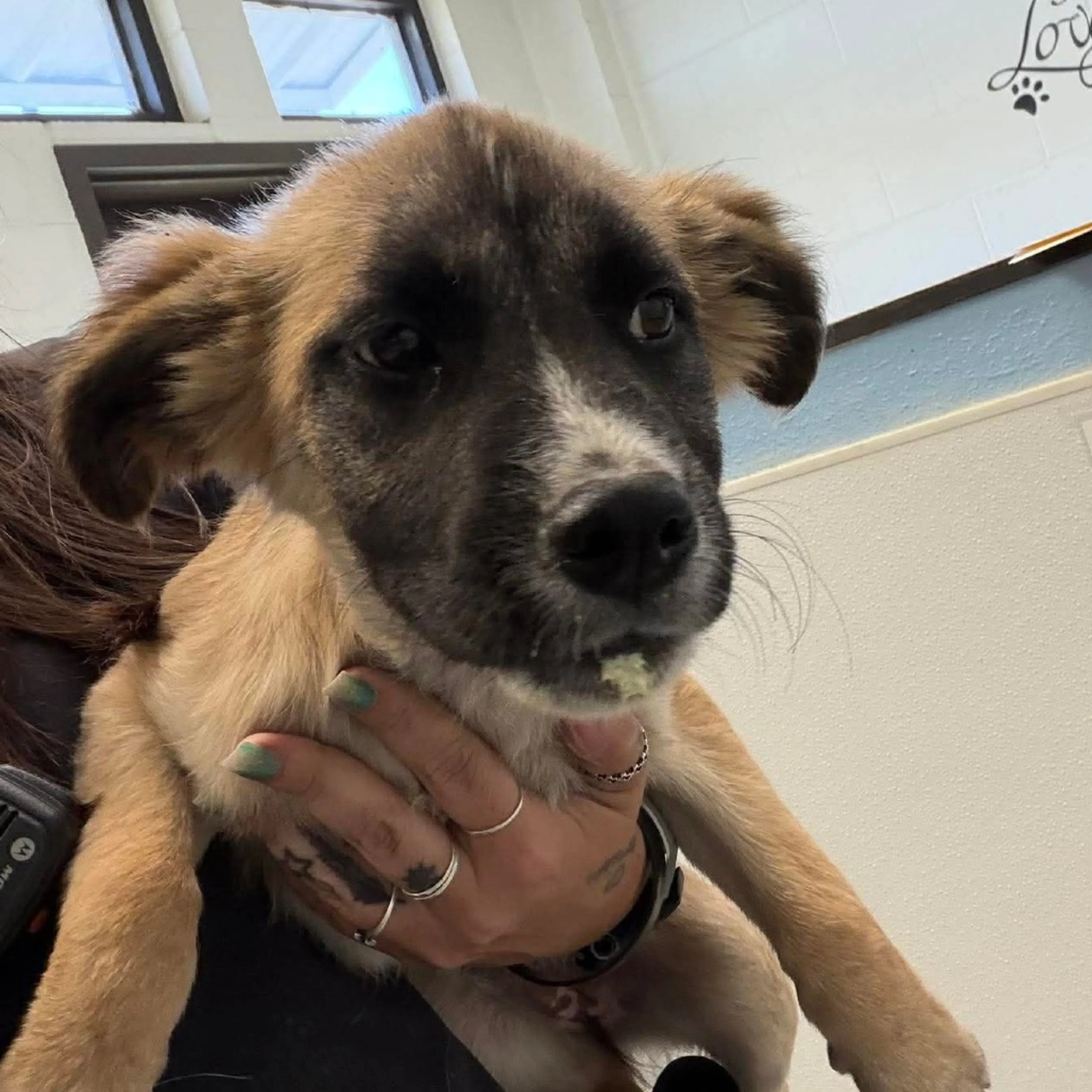 Found pet