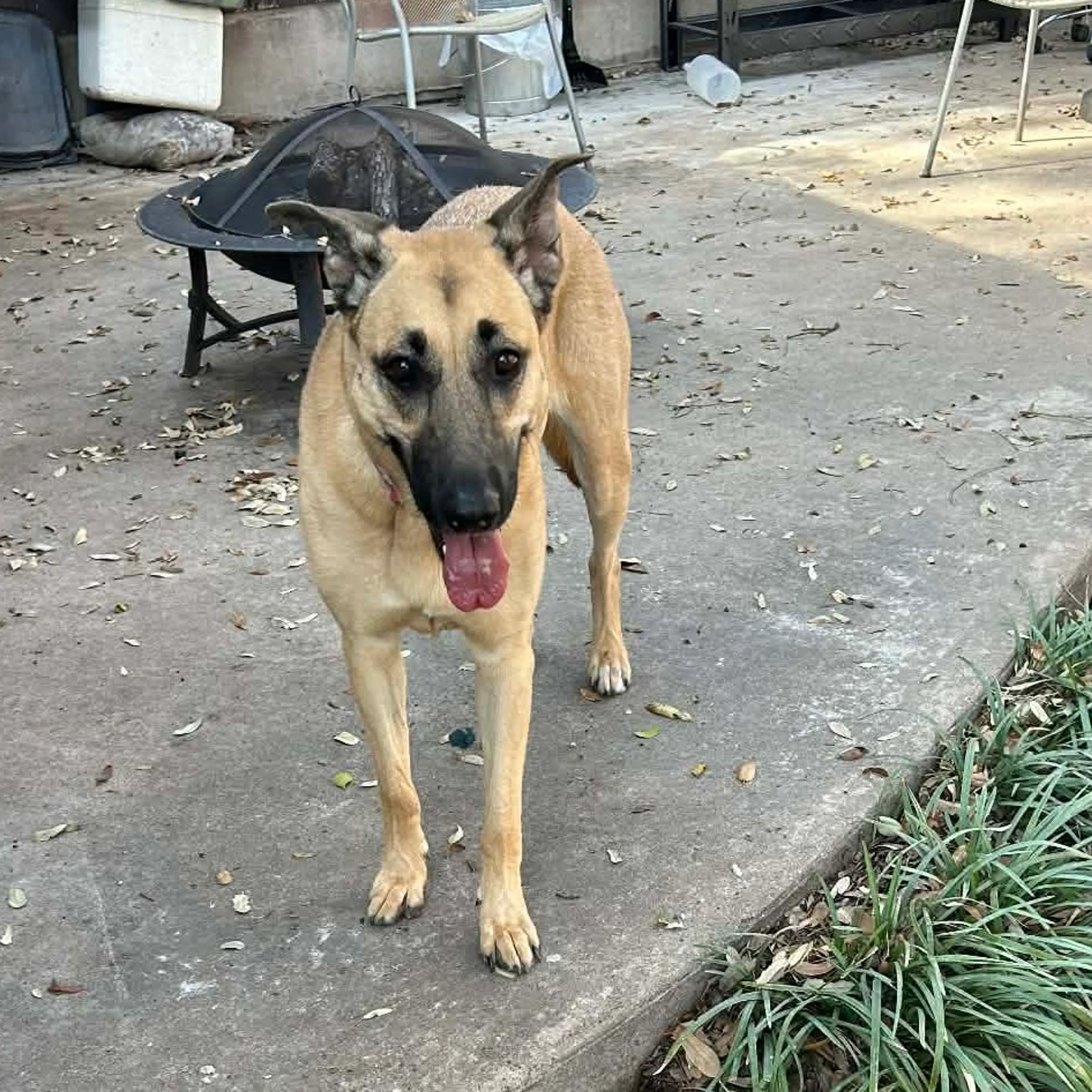 Found pet-4