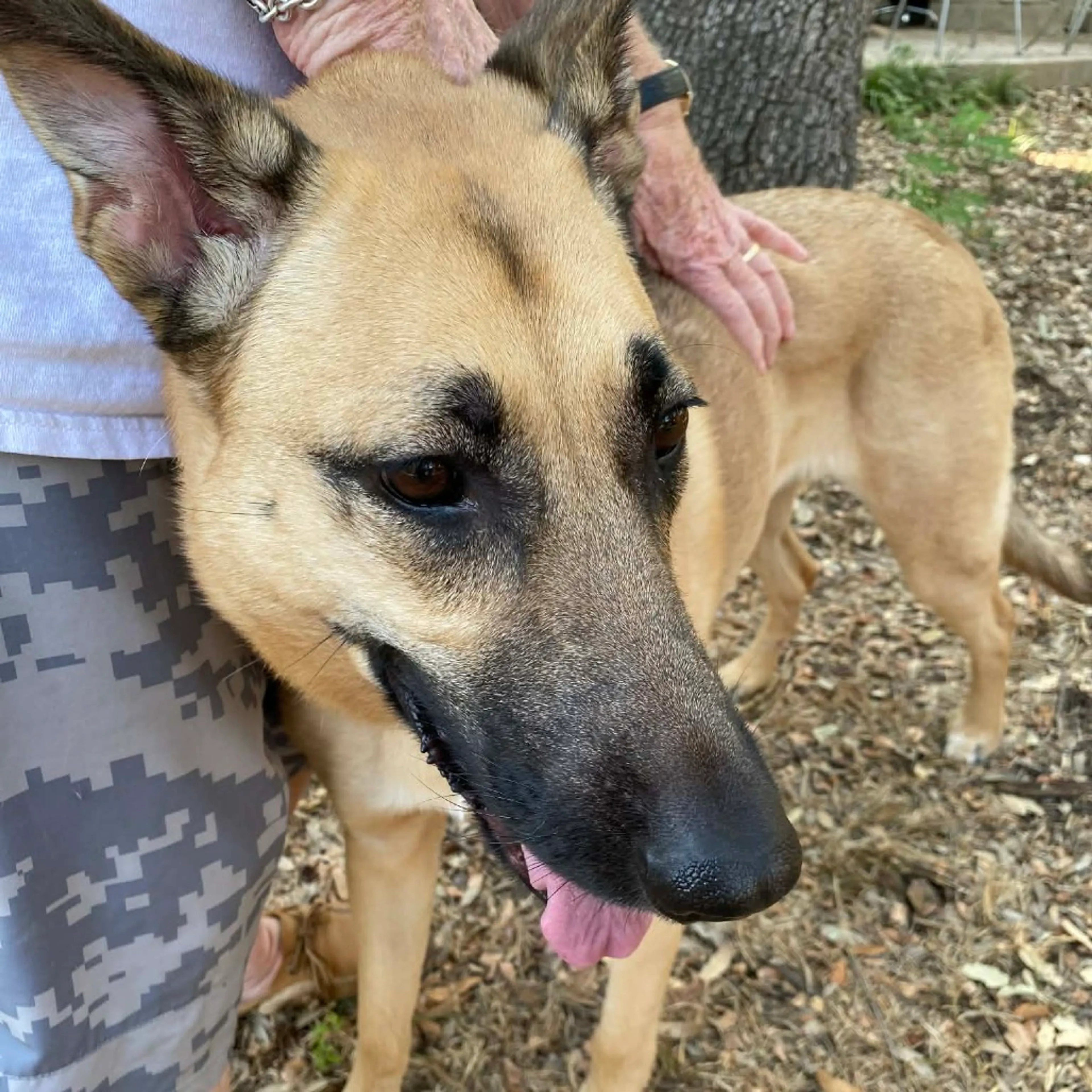 Found pet-5